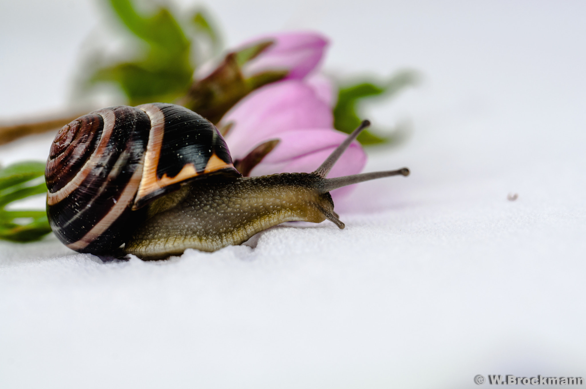 Nikon D5000 sample photo. Schnecke photography