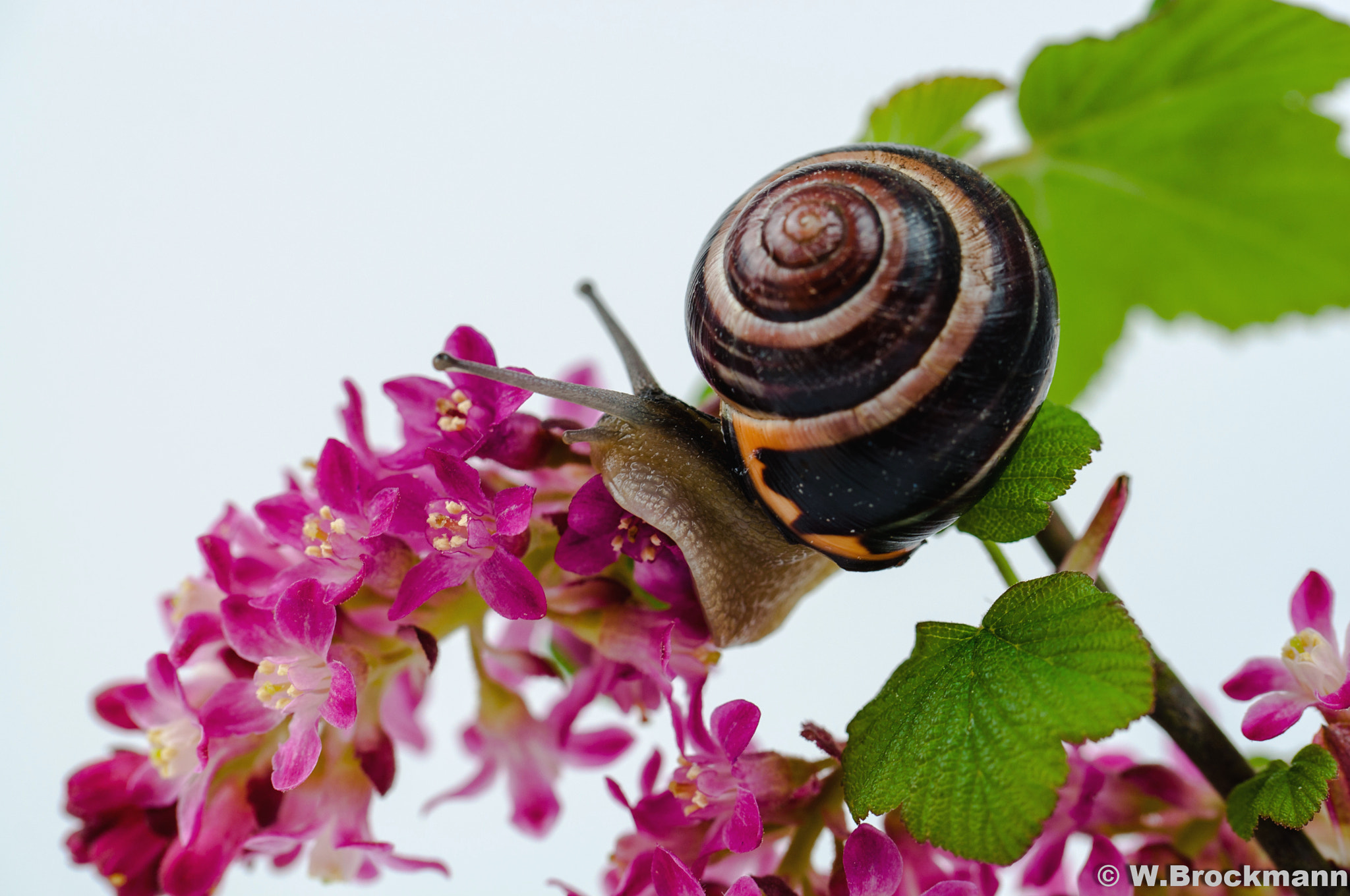 Nikon D5000 sample photo. Hein-bender-schnecke photography
