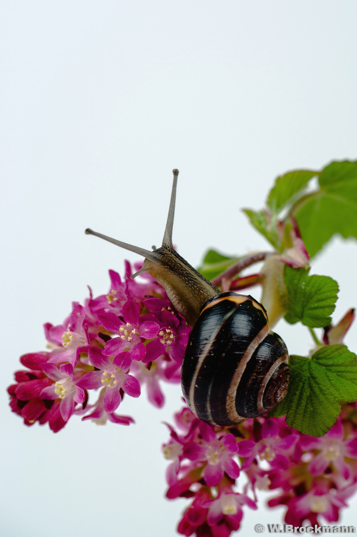 Nikon D5000 sample photo. Schnecke photography