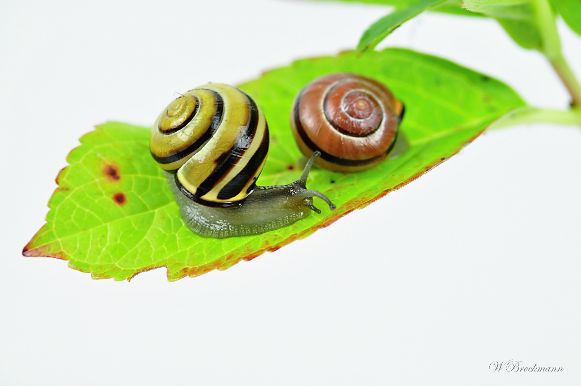 Nikon D5000 sample photo. Zu besuch photography