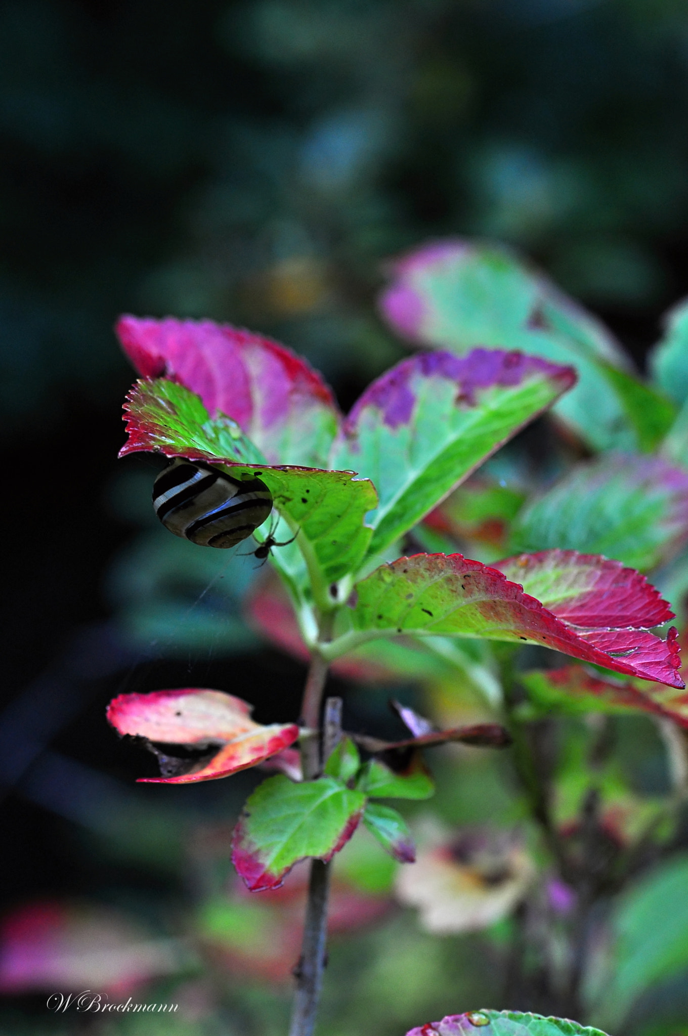 Nikon D5000 sample photo. Schneckenhaus photography