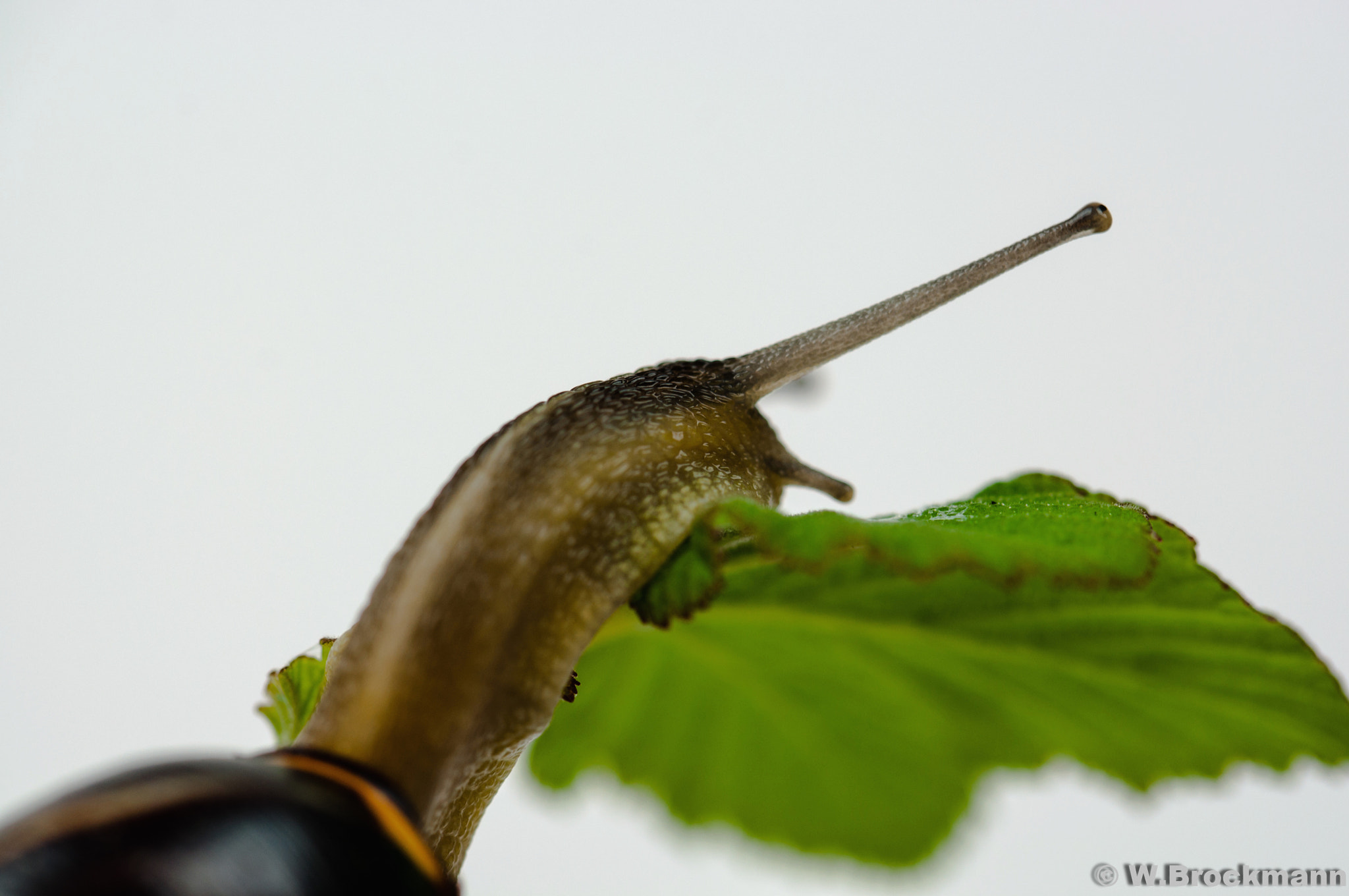 Nikon D5000 sample photo. Langhals photography