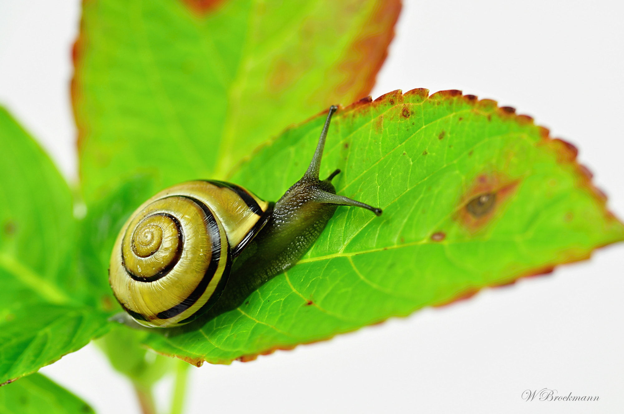 Nikon D5000 sample photo. Yellow photography
