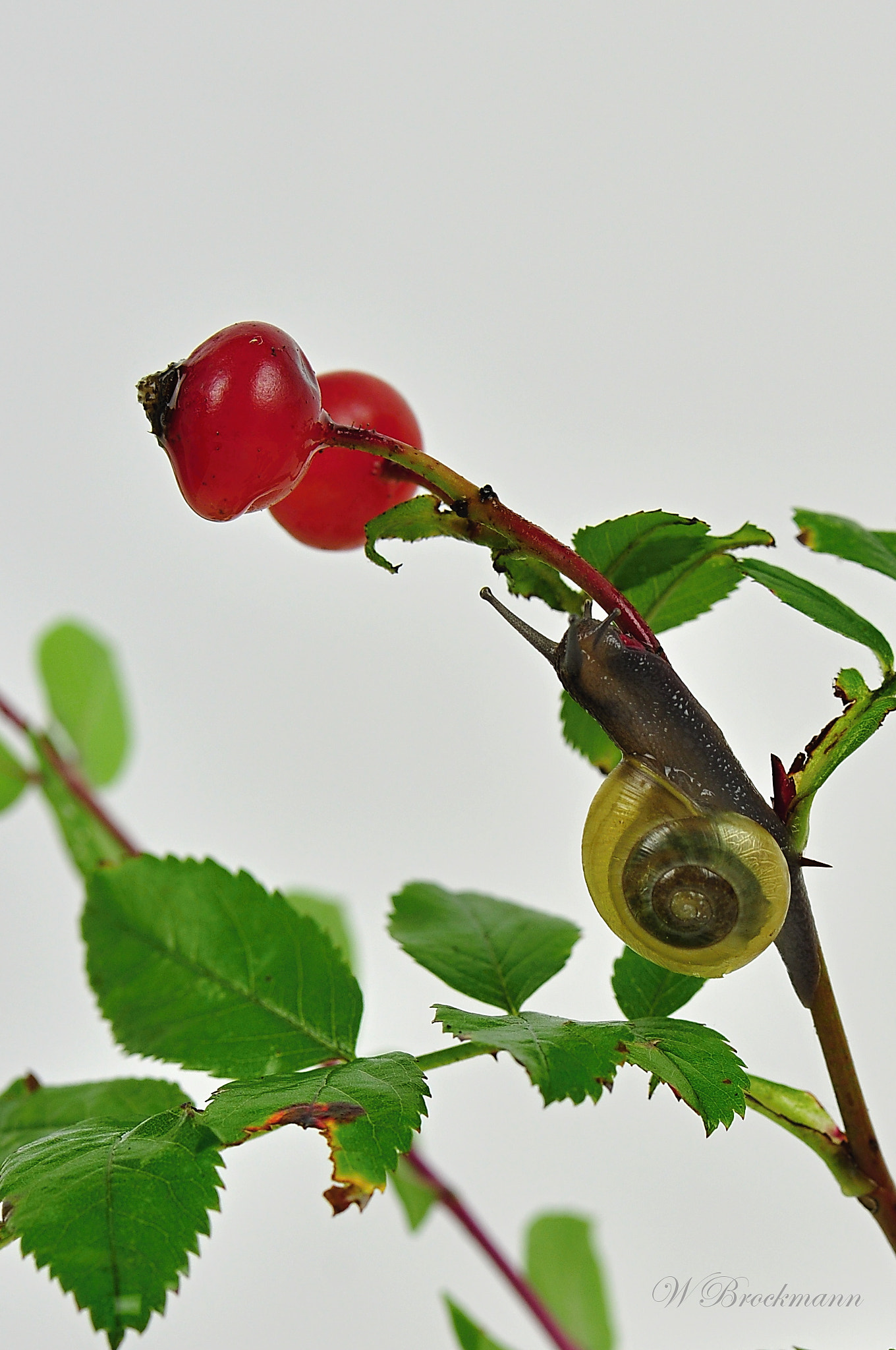 Nikon D5000 sample photo. Aufwärts photography