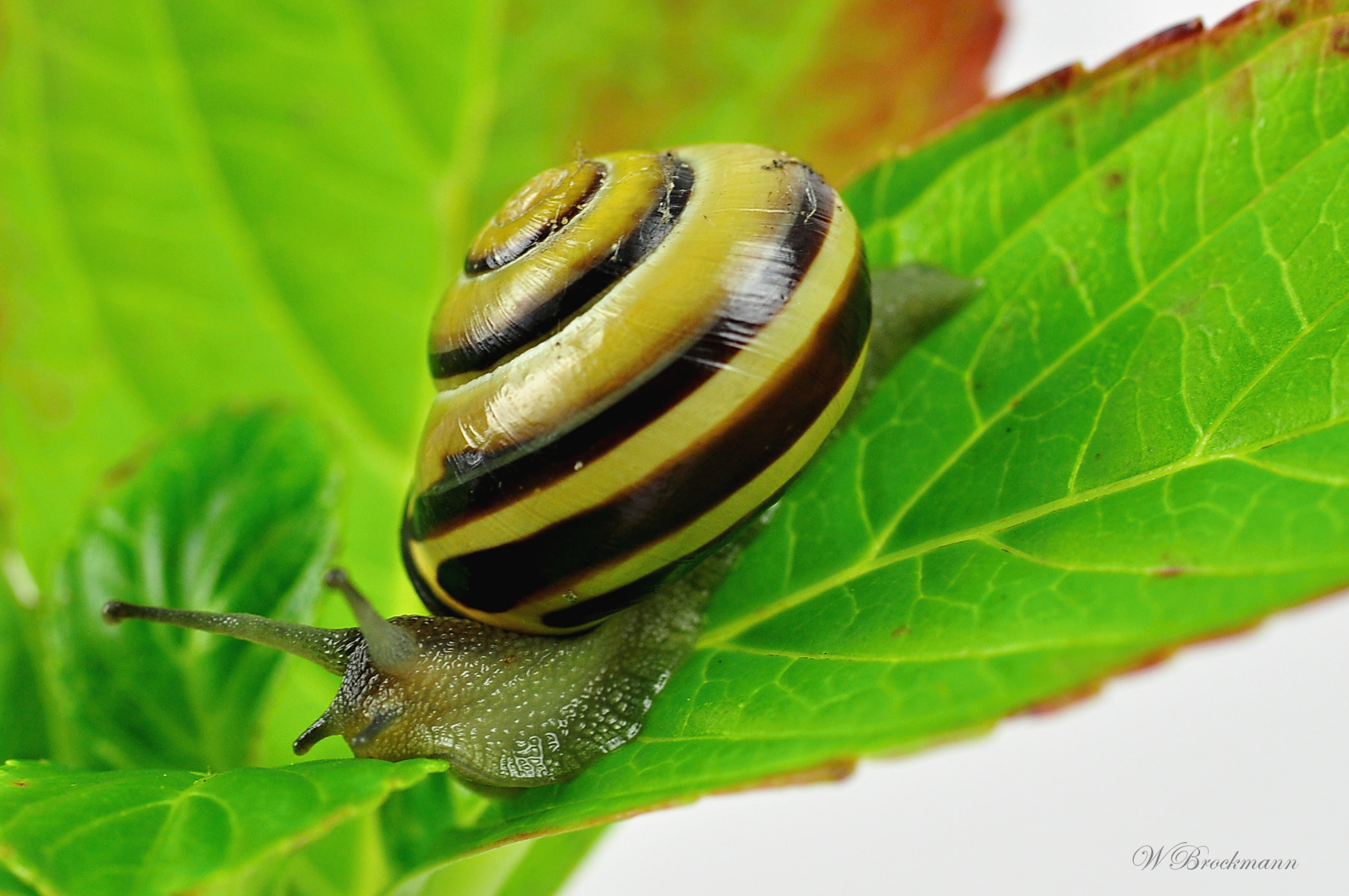 Nikon D5000 sample photo. Hein-bender-schnecke/snails photography