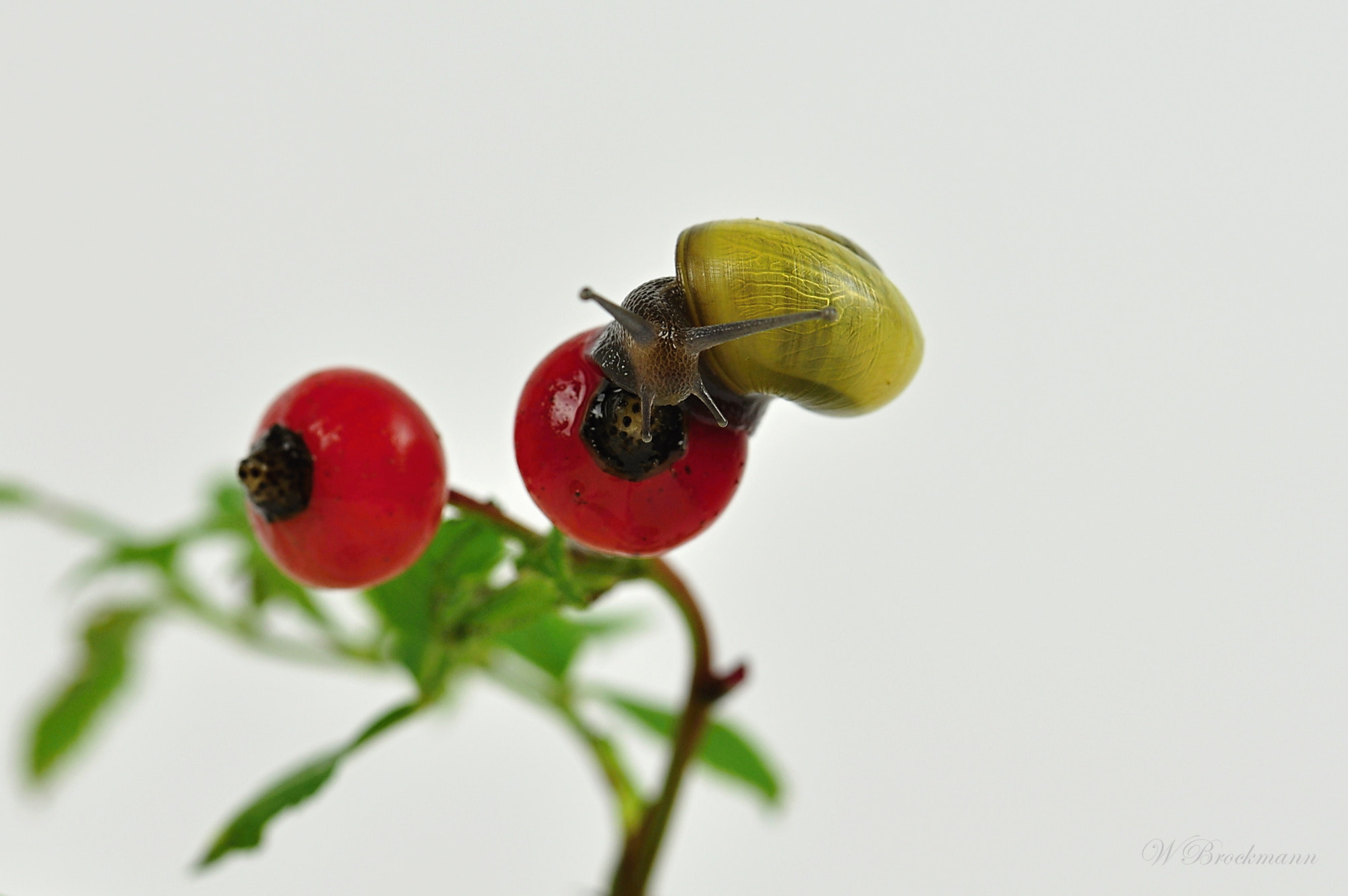 Nikon D5000 sample photo. Schnecken/snails -  shooting photography