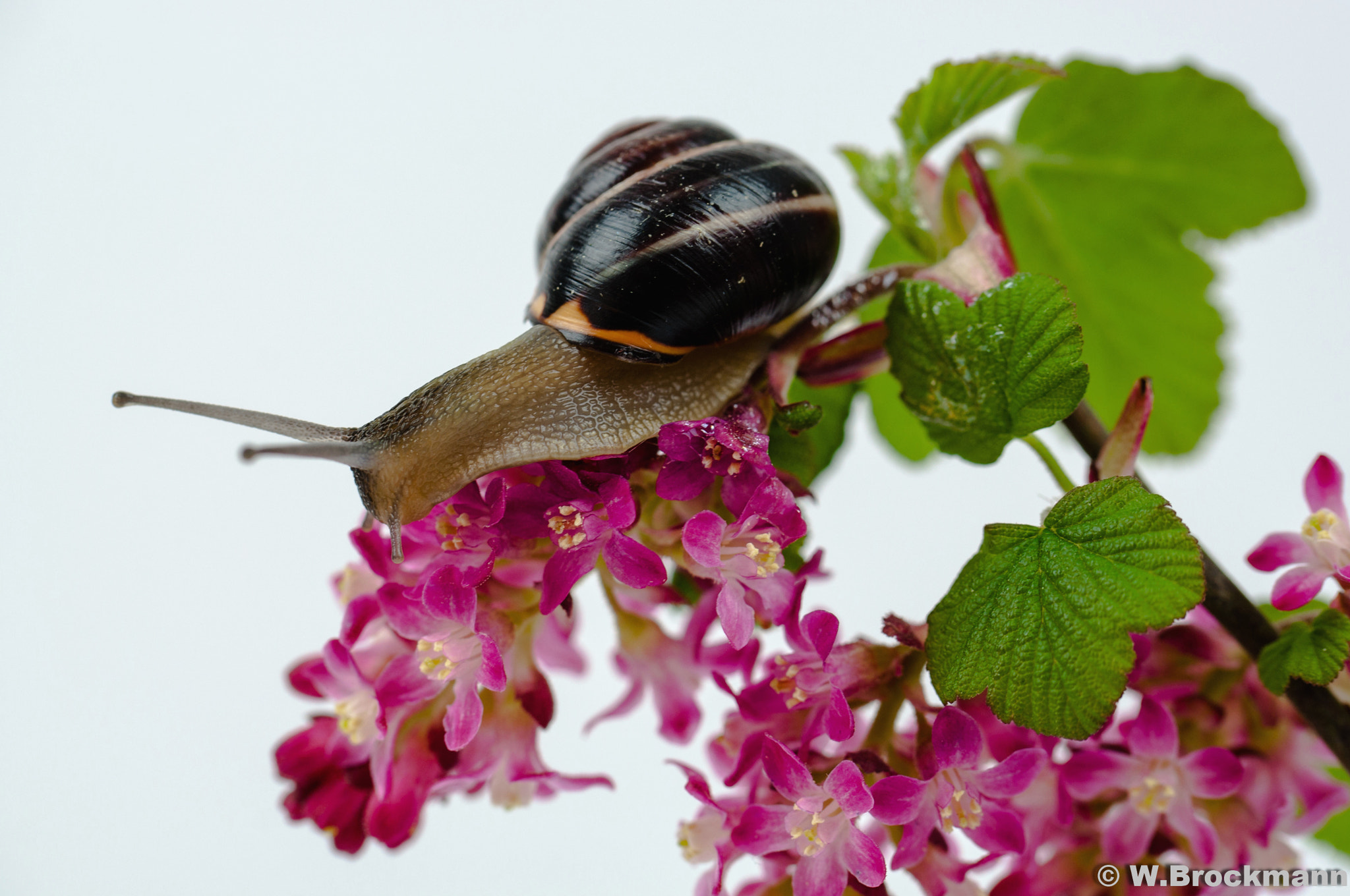 Nikon D5000 sample photo. Schnecke/snails photography