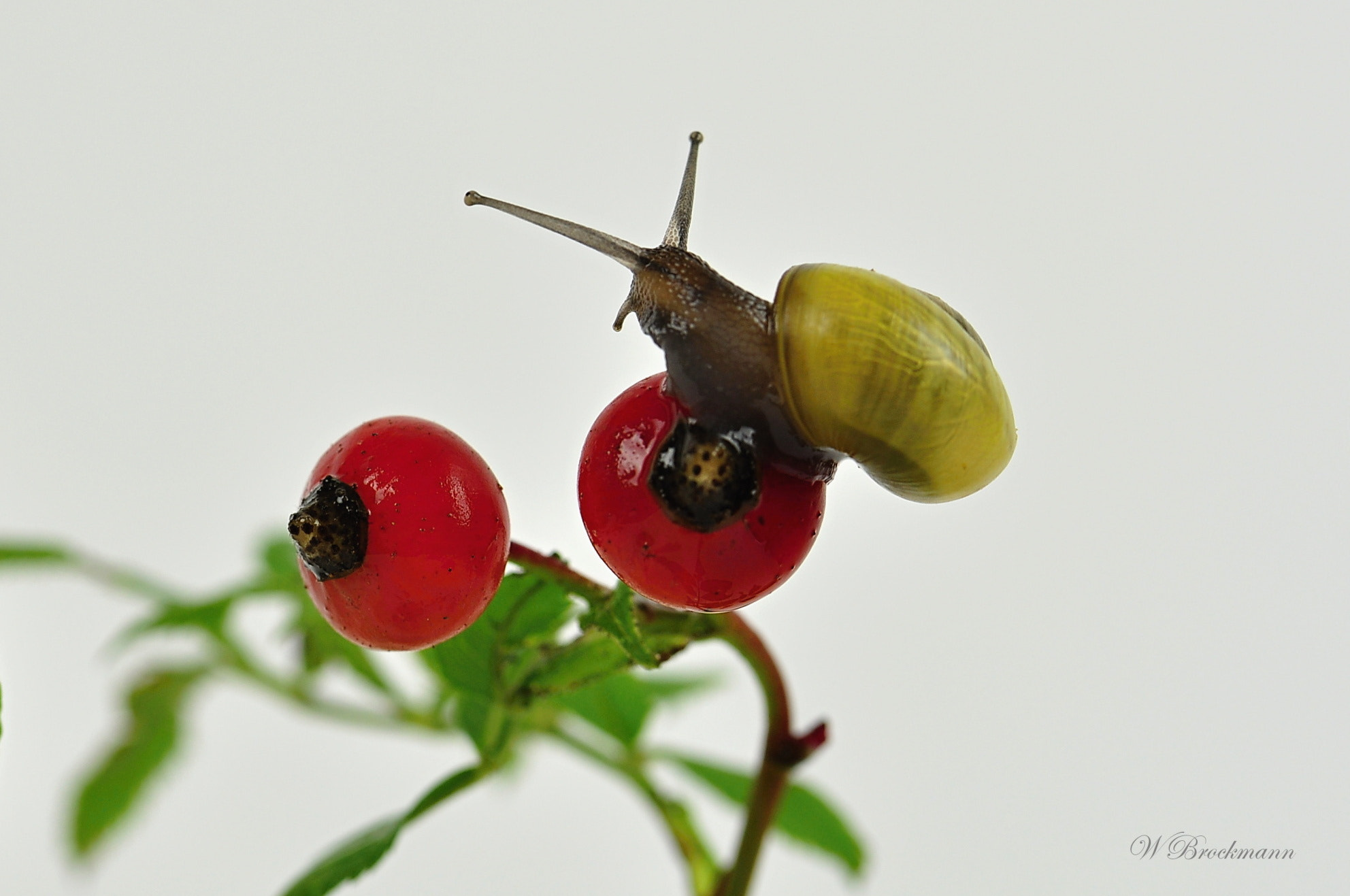 Nikon D5000 sample photo. Schnecken/snails -  shooting photography