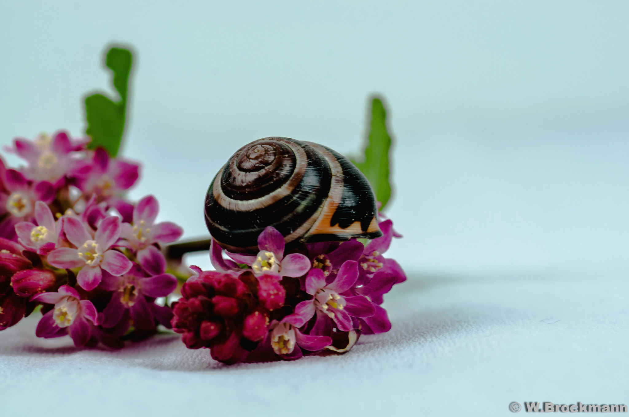 Nikon D5000 sample photo. Schneckenhaus/snailshouse photography