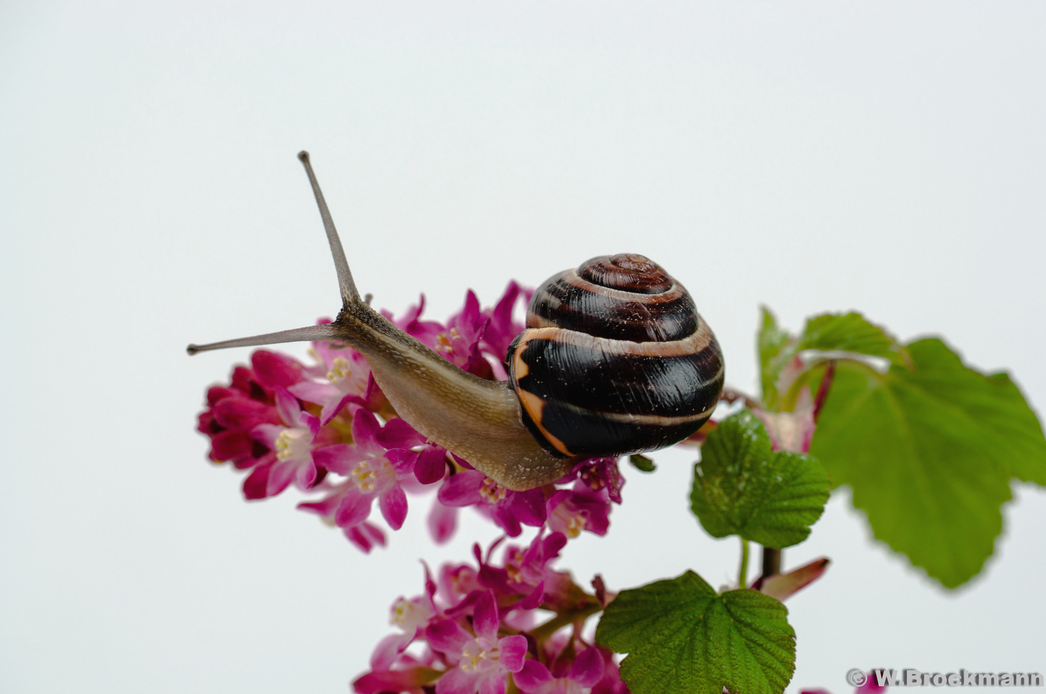 Nikon D5000 sample photo. Schnecke/snails photography
