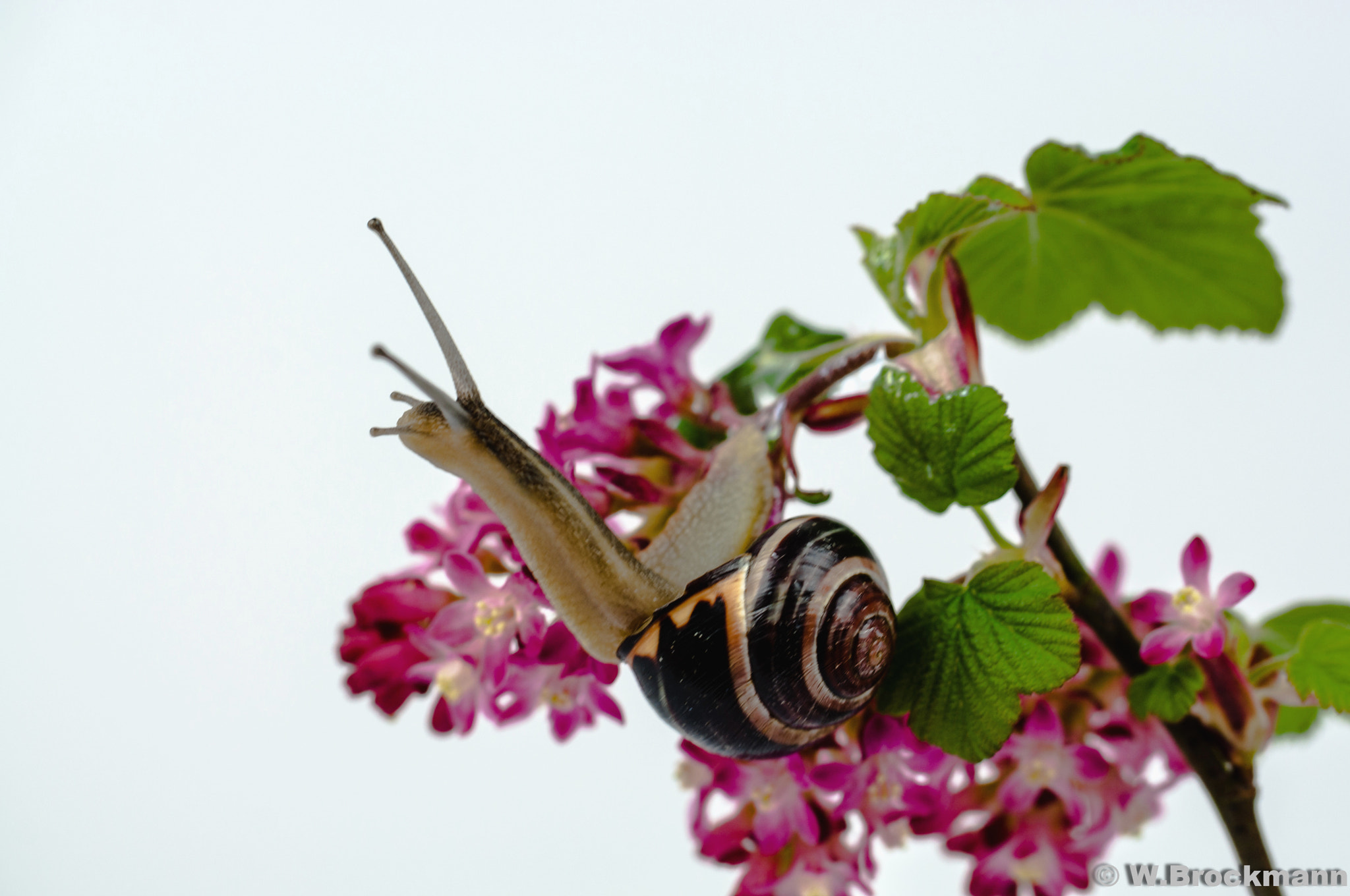 Nikon D5000 sample photo. Schnecke/snails photography
