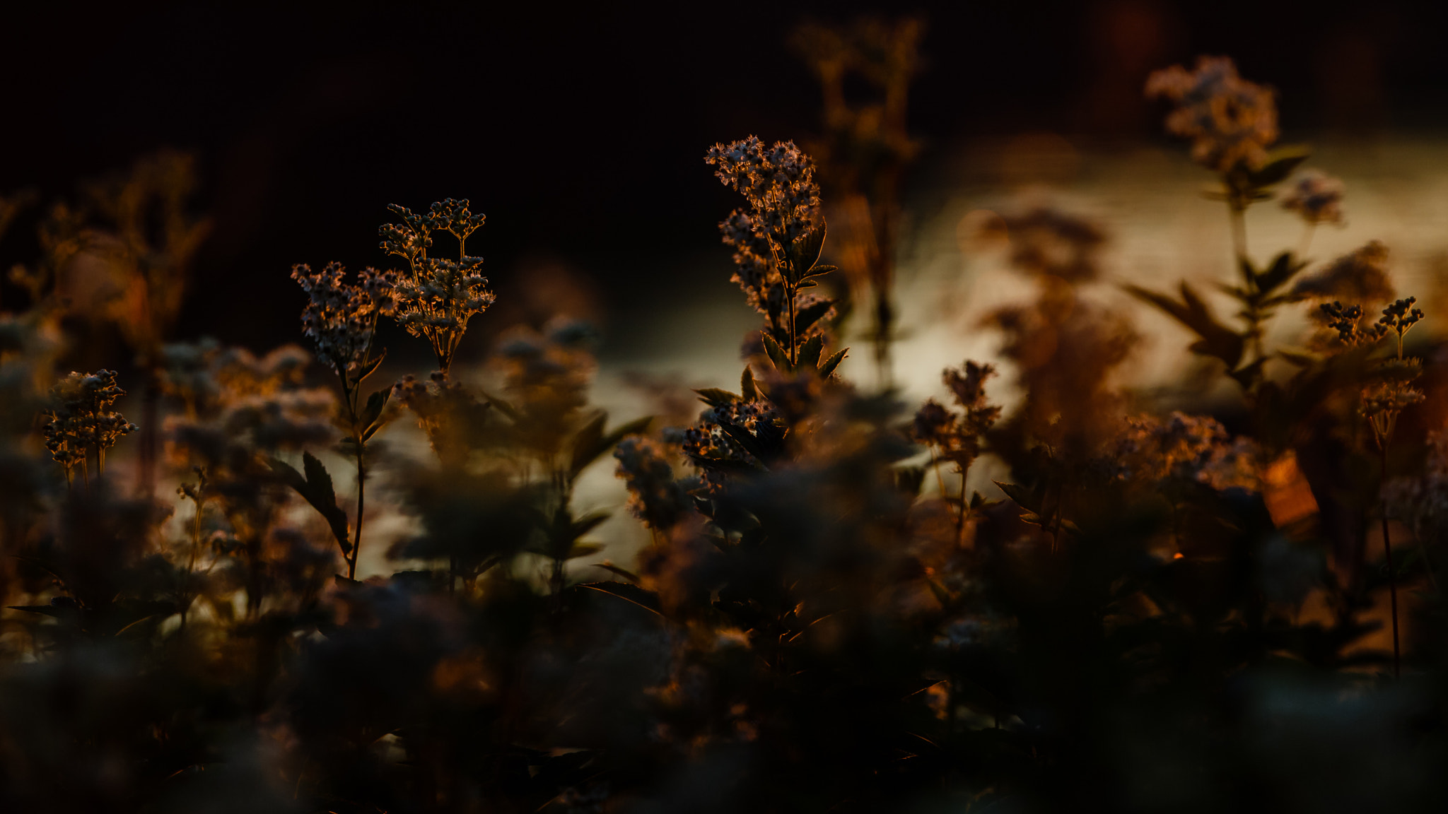 Canon EF 300mm F2.8L IS USM sample photo. White flowers in sunset photography