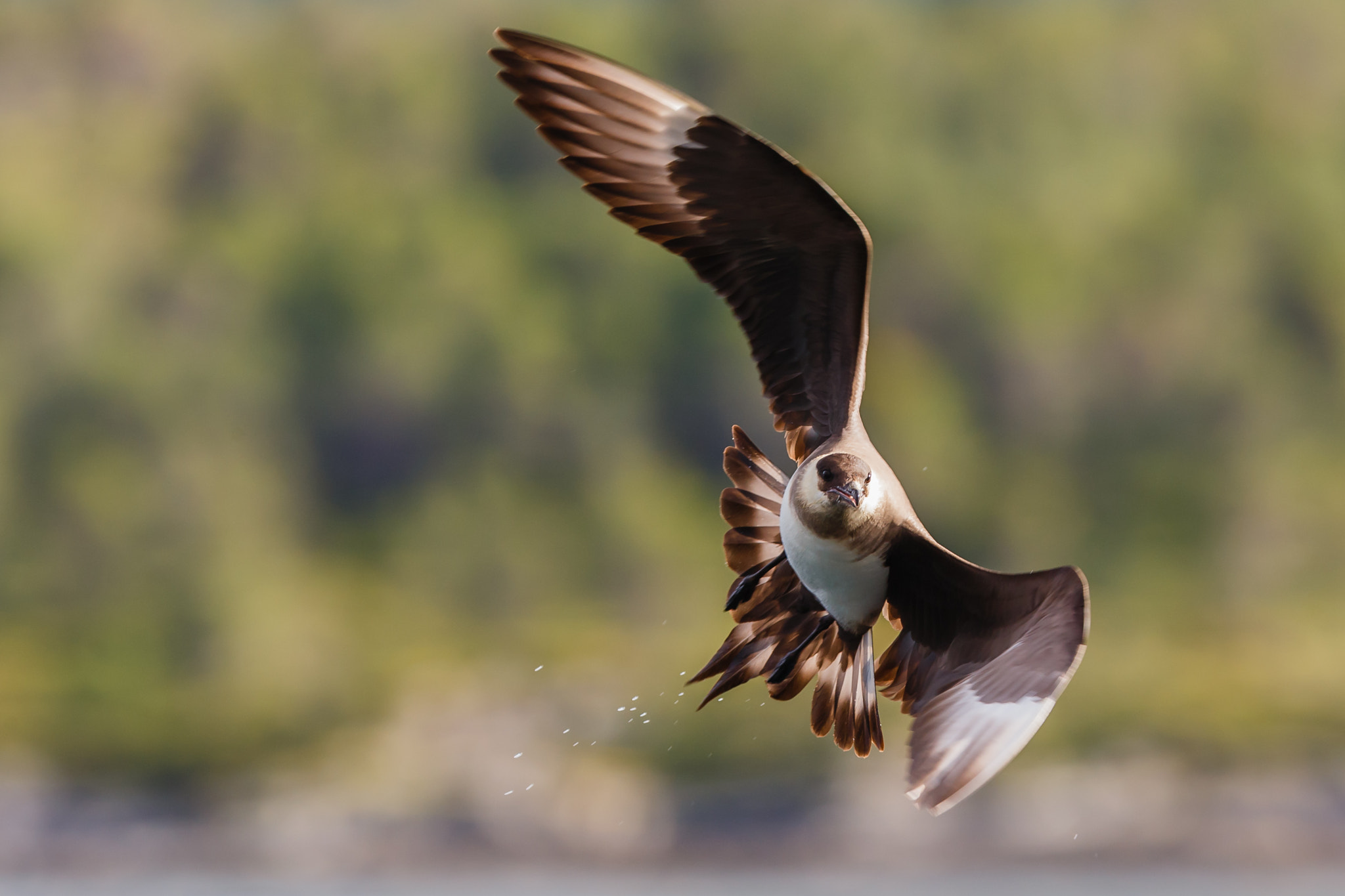 Canon EF 300mm F2.8L IS USM sample photo. Arctic skua take-off photography