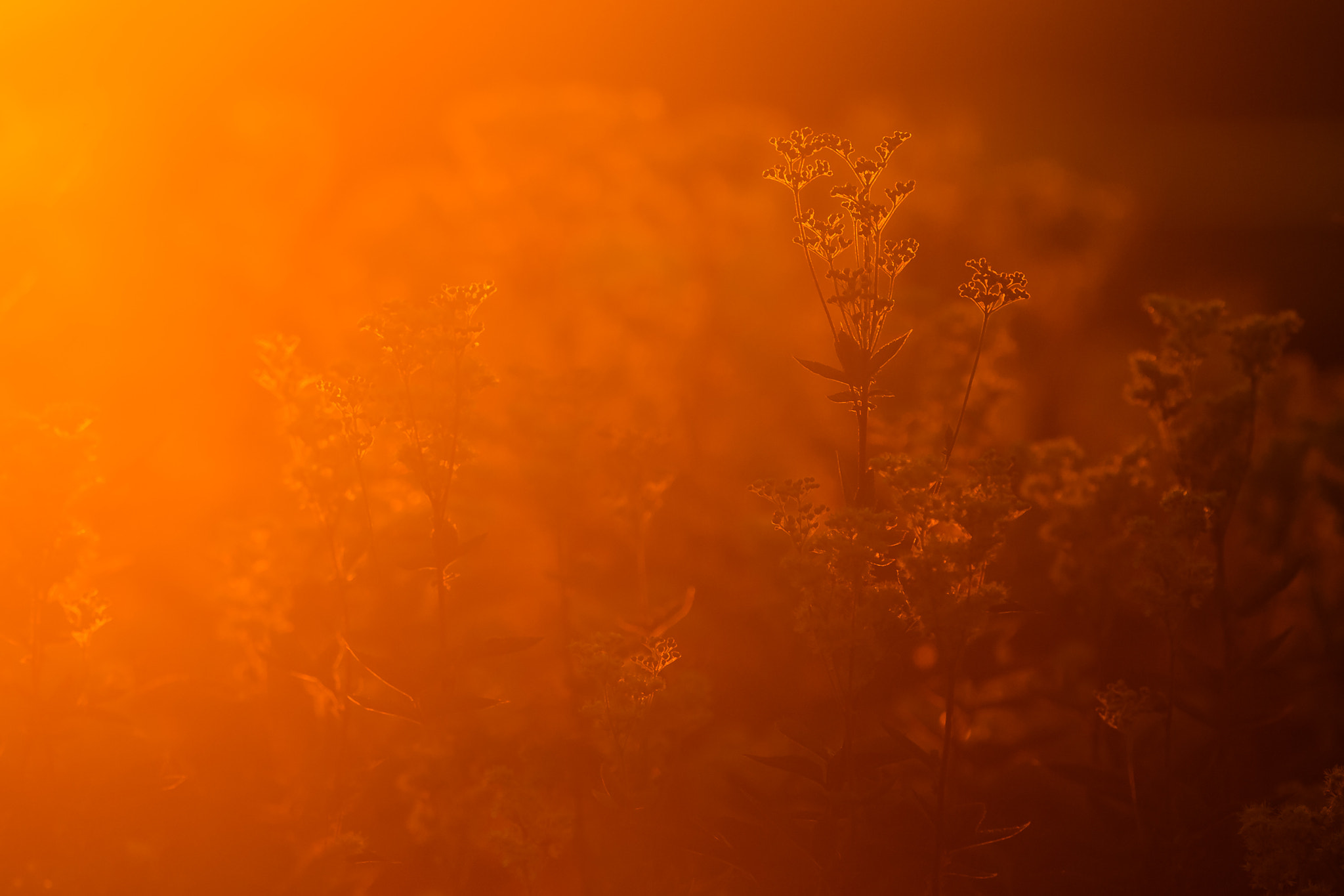 Canon EF 300mm F2.8L IS USM sample photo. Flora in midnight sun, tromsø, norway photography