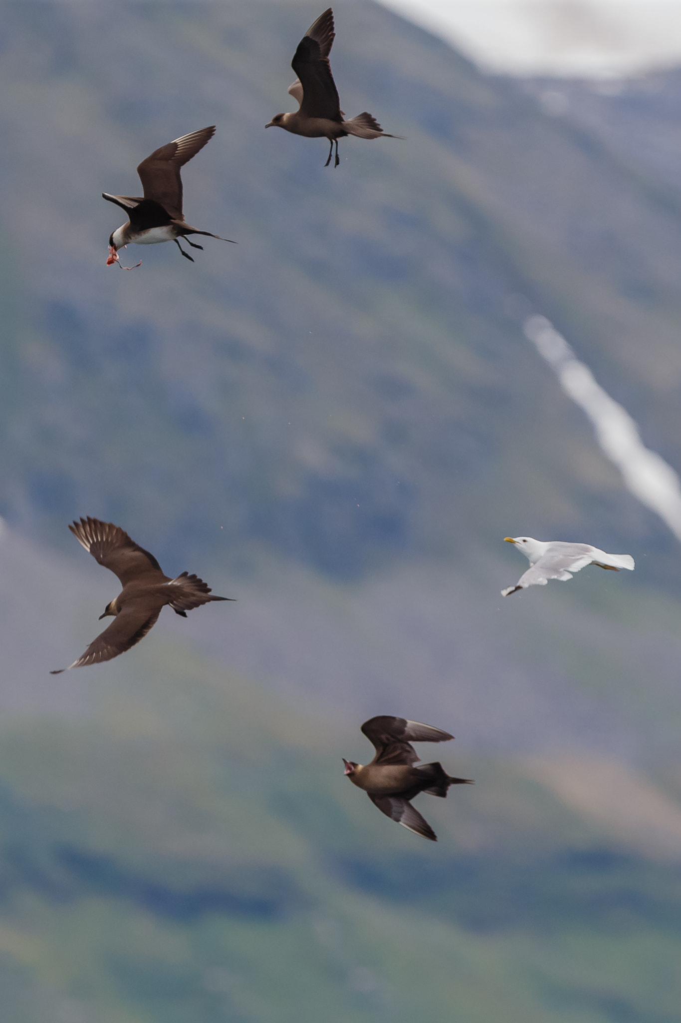 Canon EF 300mm F2.8L IS USM sample photo. Arctic skua chasing for food photography