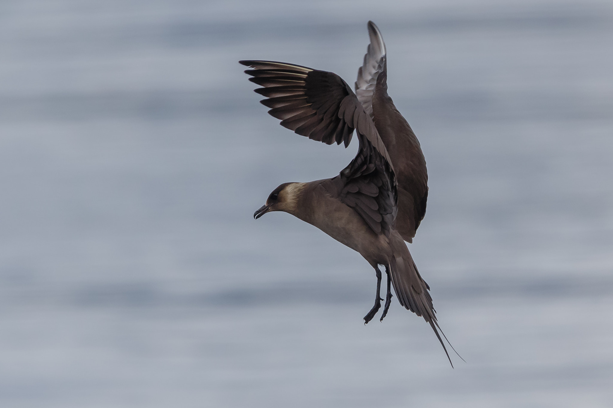 Canon EF 300mm F2.8L IS USM sample photo. Arctic skua photography