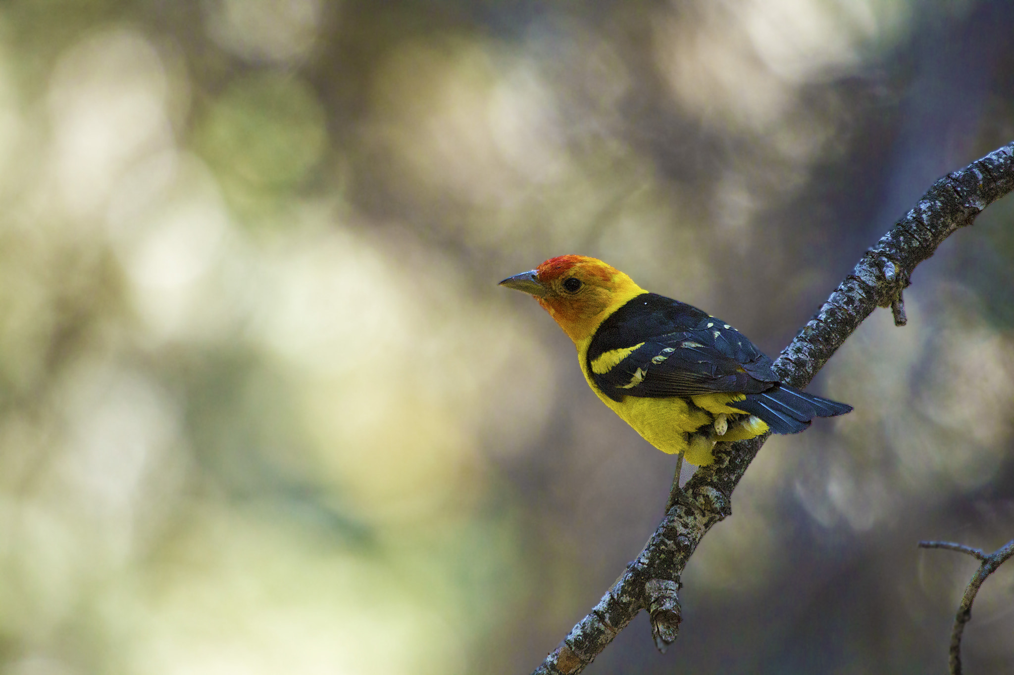 Canon EOS 700D (EOS Rebel T5i / EOS Kiss X7i) + Canon EF 100-400mm F4.5-5.6L IS USM sample photo. Western tanager photography