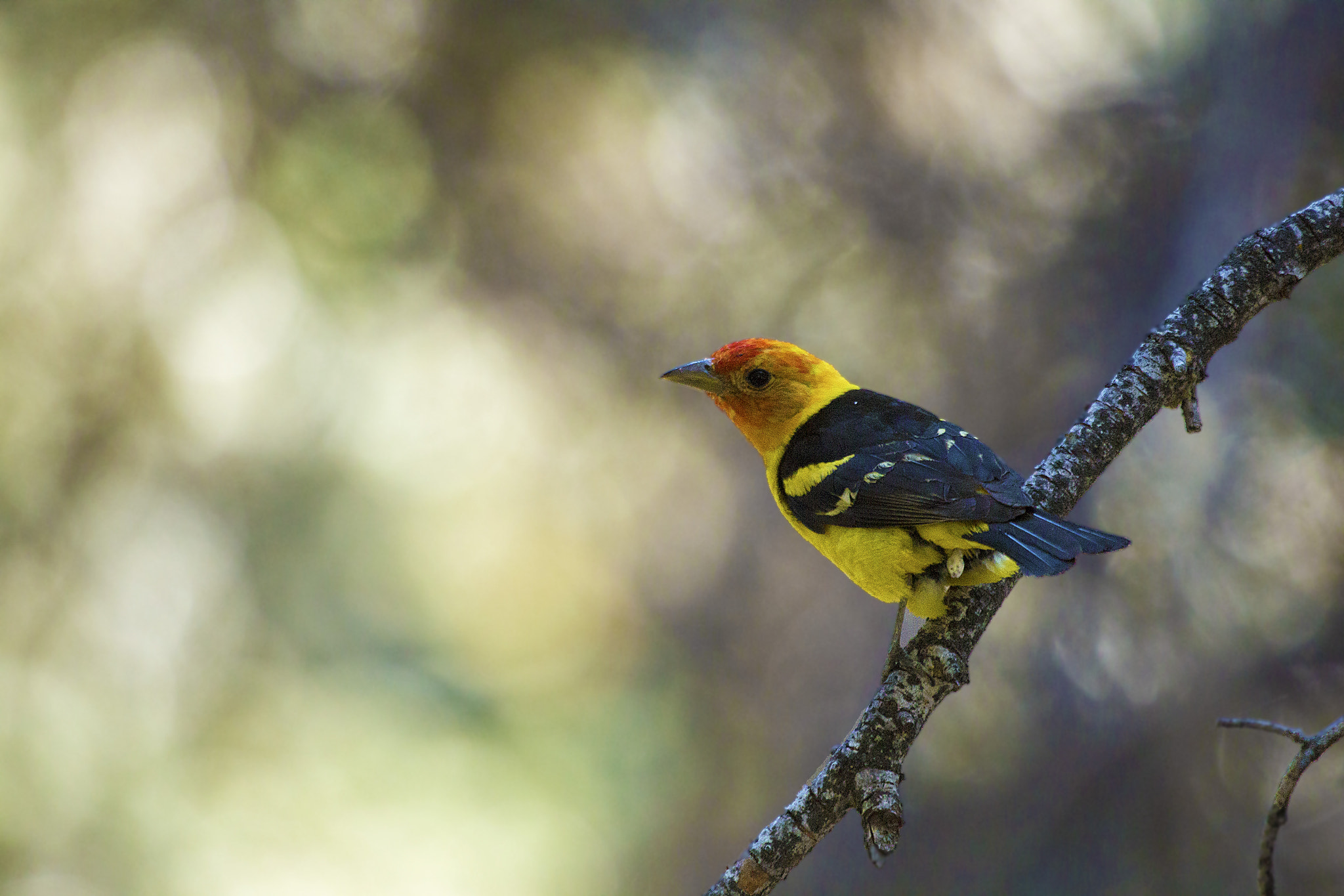 Canon EF 100-400mm F4.5-5.6L IS USM sample photo. Western tanager photography