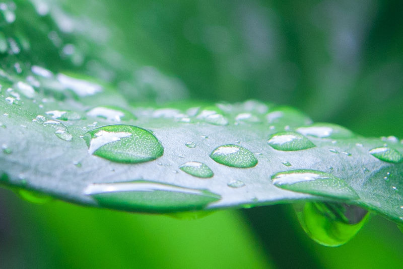 Nikon D80 sample photo. 雨后 photography