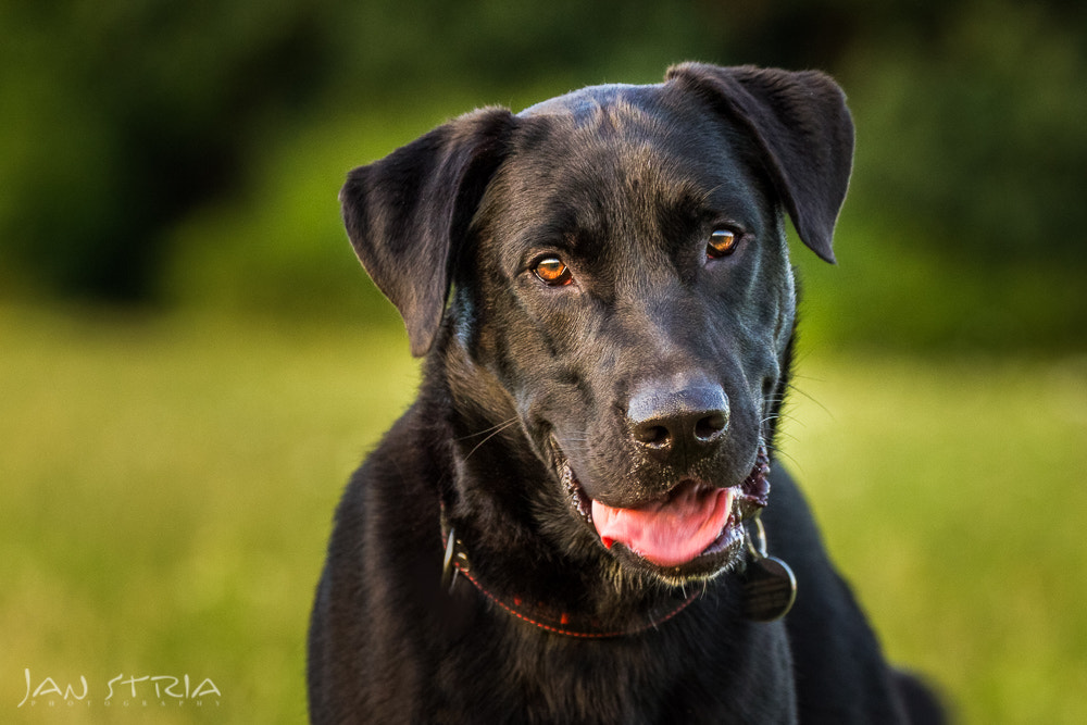 Canon EF 70-300mm F4-5.6L IS USM sample photo. Best friend photography