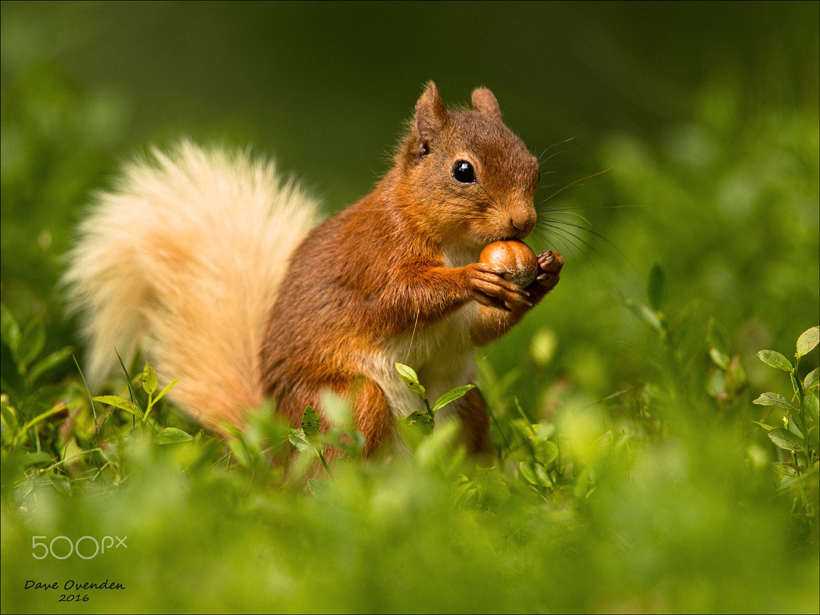 Canon EF 300mm F2.8L IS II USM sample photo. Red squirrel photography