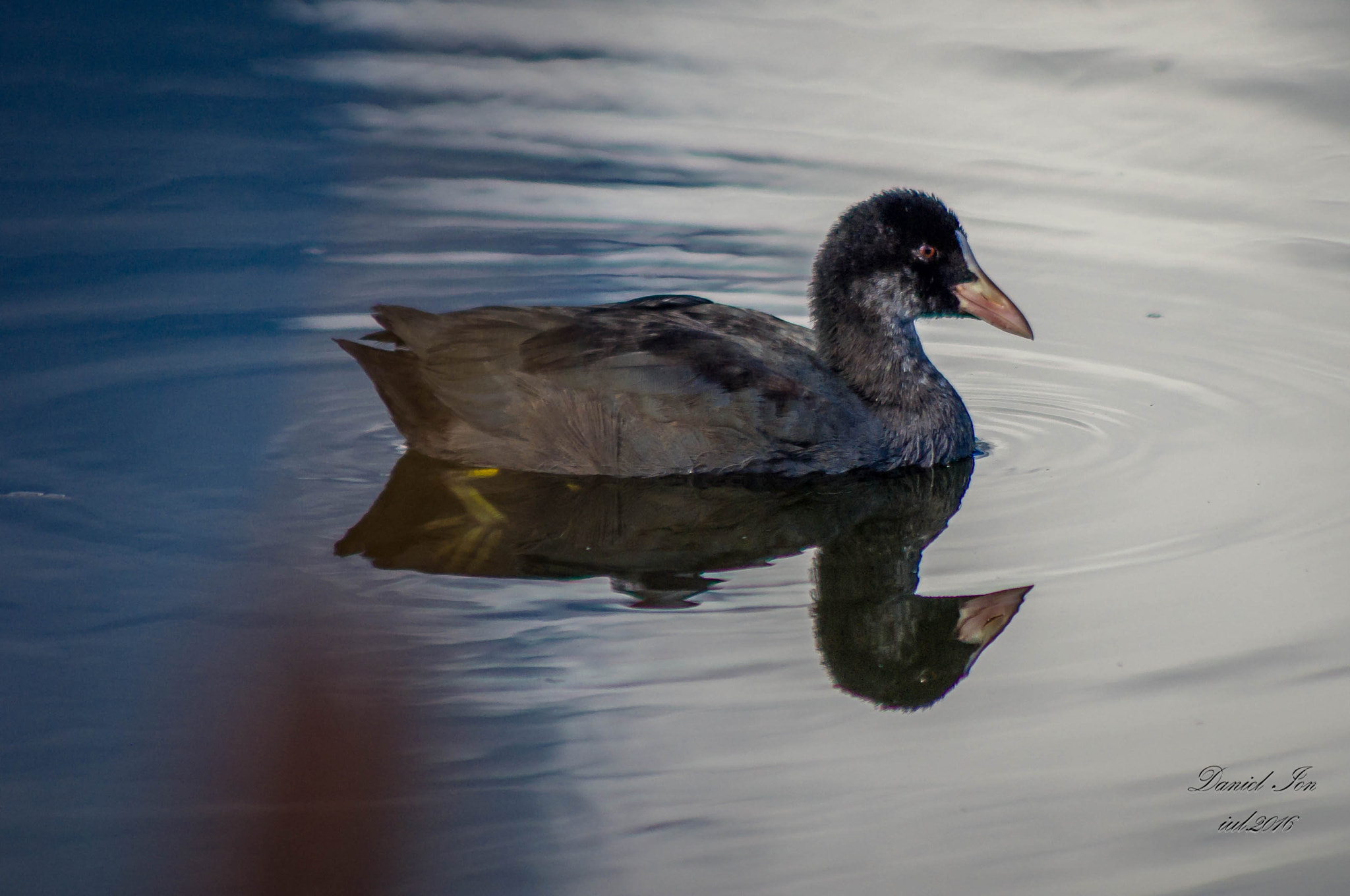 Pentax K-x + smc PENTAX-FA 80-320mm F4.5-5.6 sample photo. Fulica atra photography