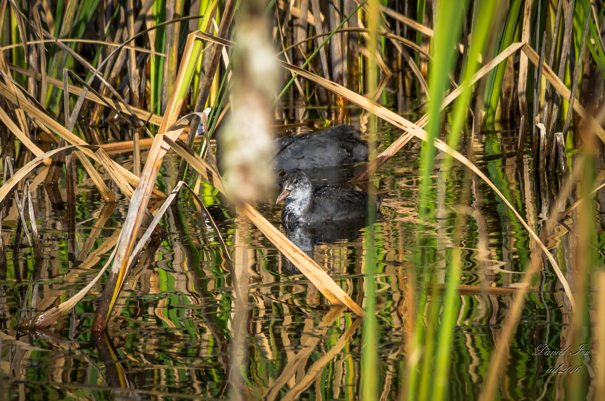 smc PENTAX-FA 80-320mm F4.5-5.6 sample photo. Fulica atra photography