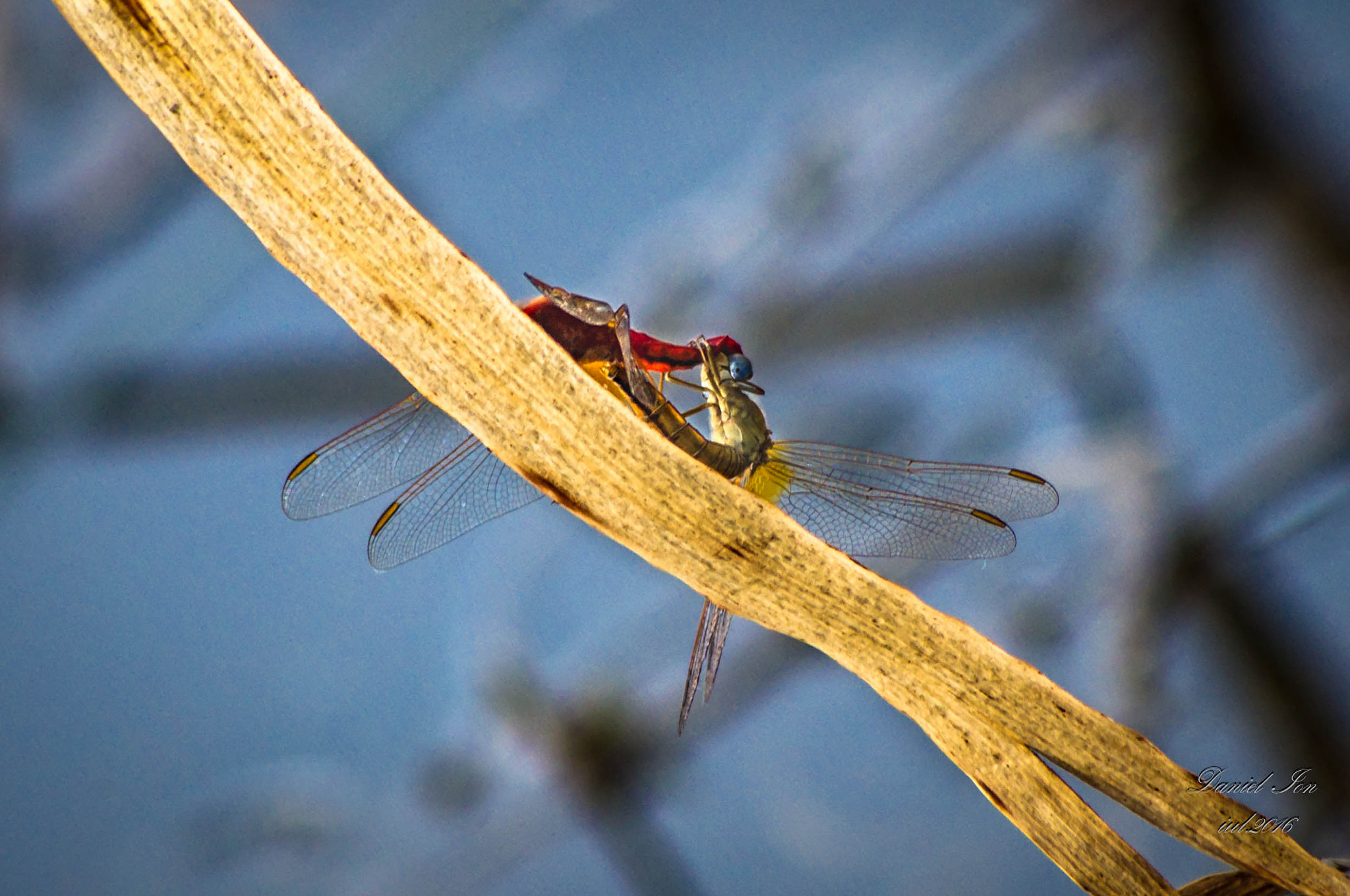 Pentax K-x + smc PENTAX-FA 80-320mm F4.5-5.6 sample photo. Dragonfly photography