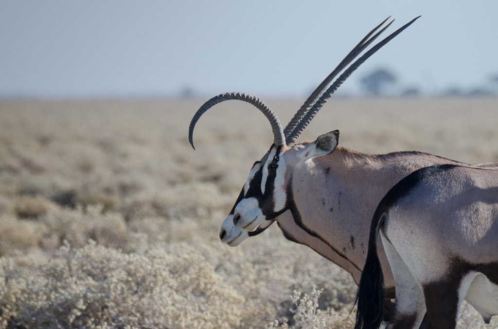 Sigma 150-600mm F5-6.3 DG OS HSM | S sample photo. Namibia photography