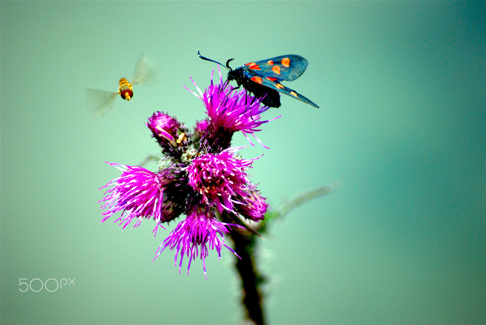 Nikon D80 + AF Zoom-Nikkor 75-300mm f/4.5-5.6 sample photo. Sappada lago pesca photography