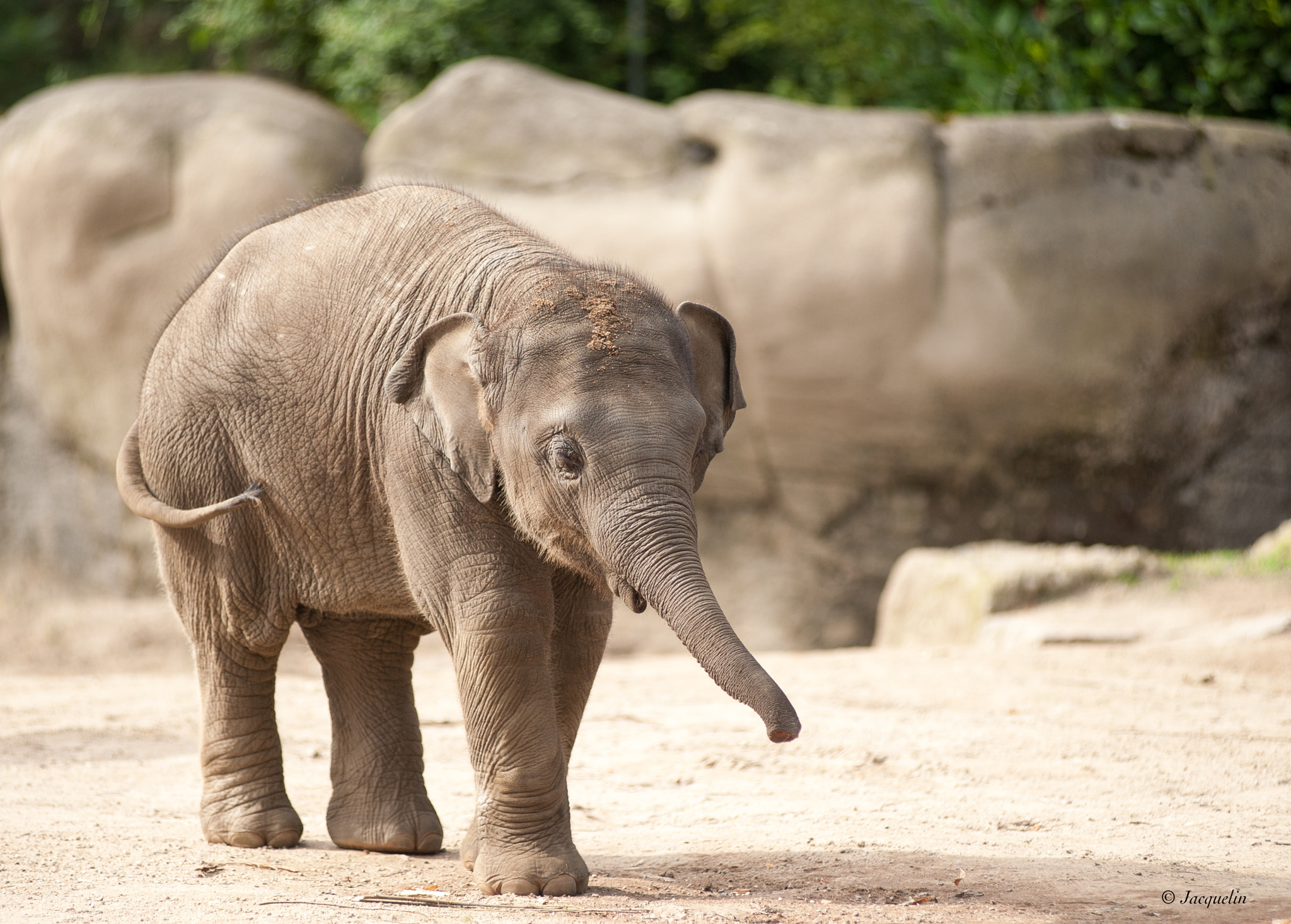 AF Zoom-Nikkor 80-200mm f/2.8 ED sample photo. Little dumbo photography