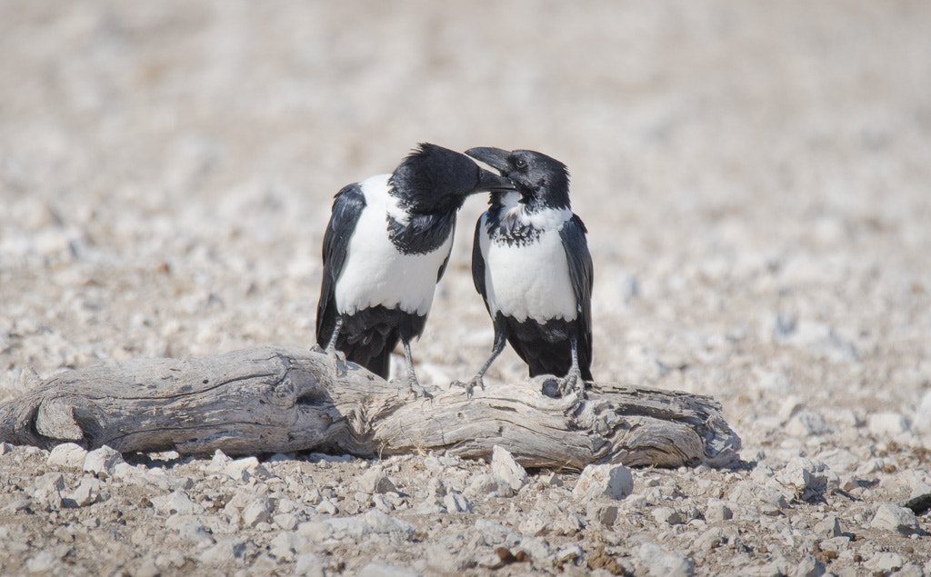 Sigma 150-600mm F5-6.3 DG OS HSM | S sample photo. Namibia photography