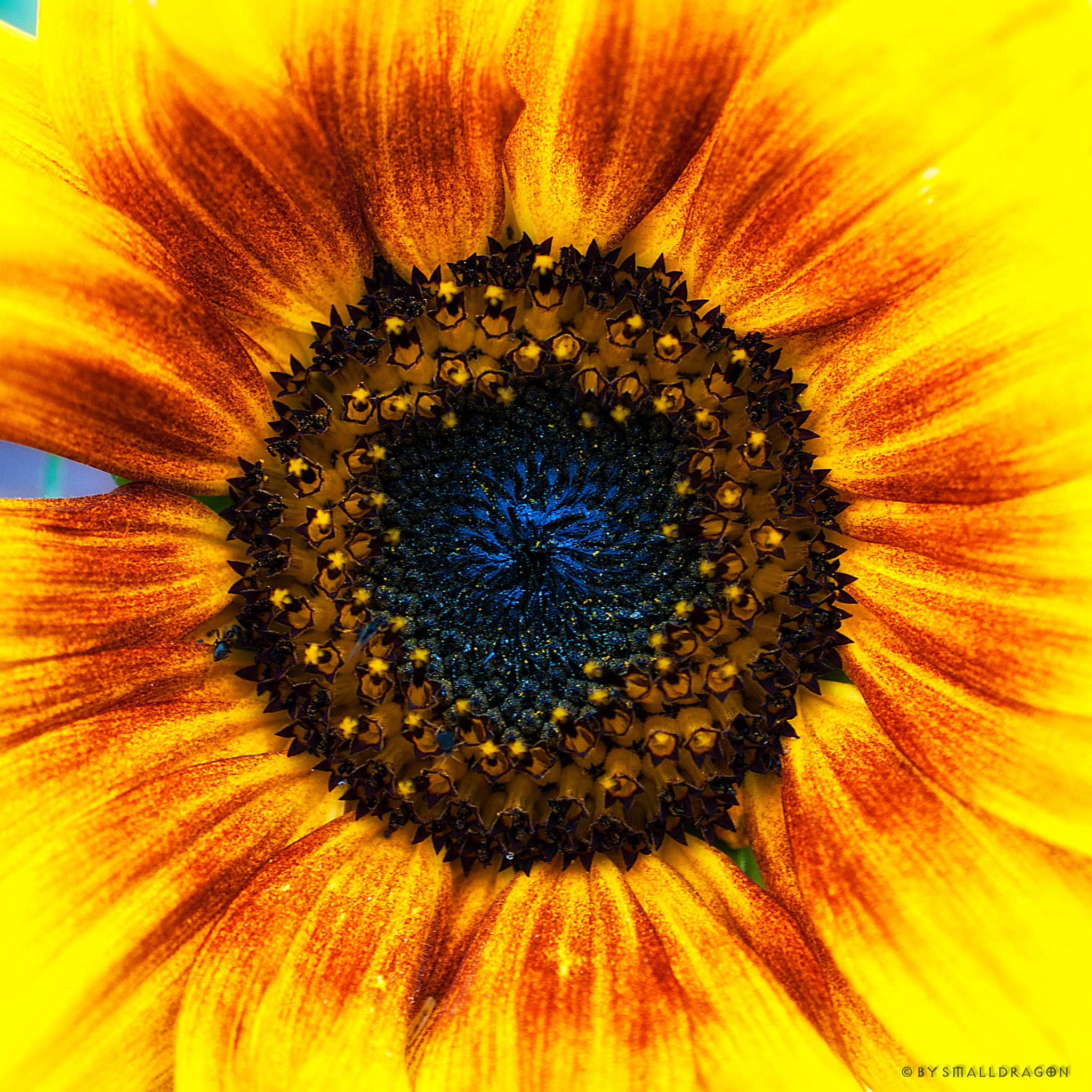 Nikon AF-S DX Micro Nikkor 40mm F2.8 sample photo. 2 colored sunflower photography