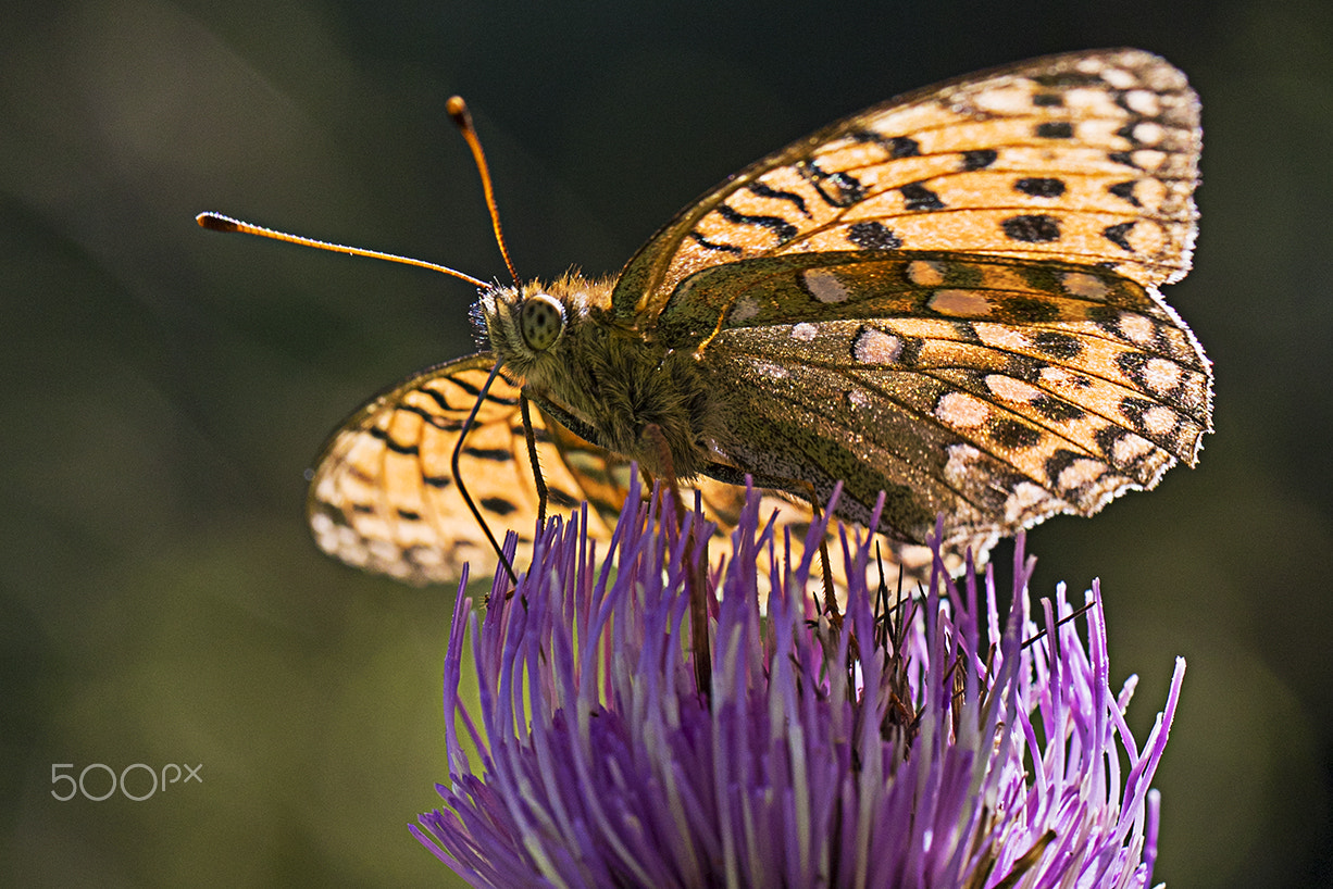 Canon EF 100mm F2.8L Macro IS USM sample photo. Butterfly photography