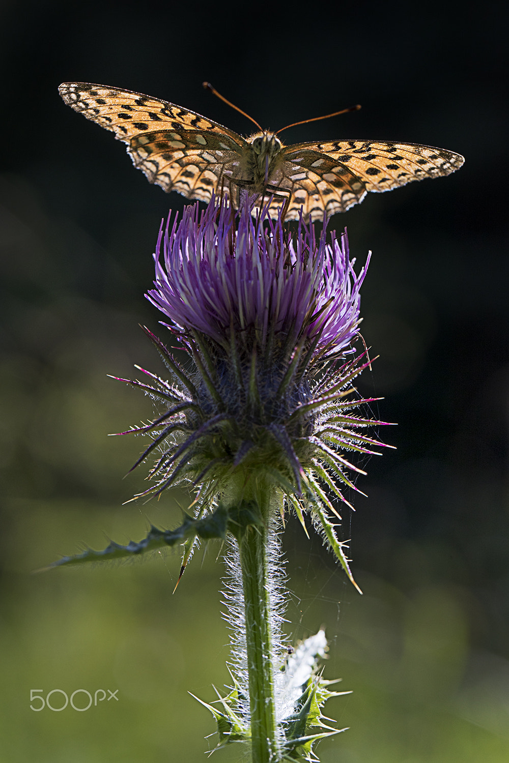 Canon EF 100mm F2.8L Macro IS USM sample photo. Butterfly photography