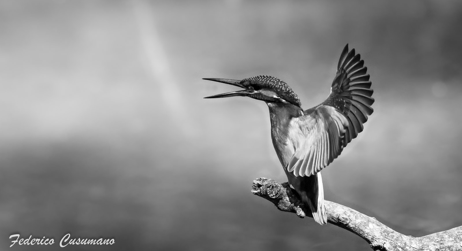 Sigma 150-600mm F5-6.3 DG OS HSM | C sample photo. Martino b&w photography