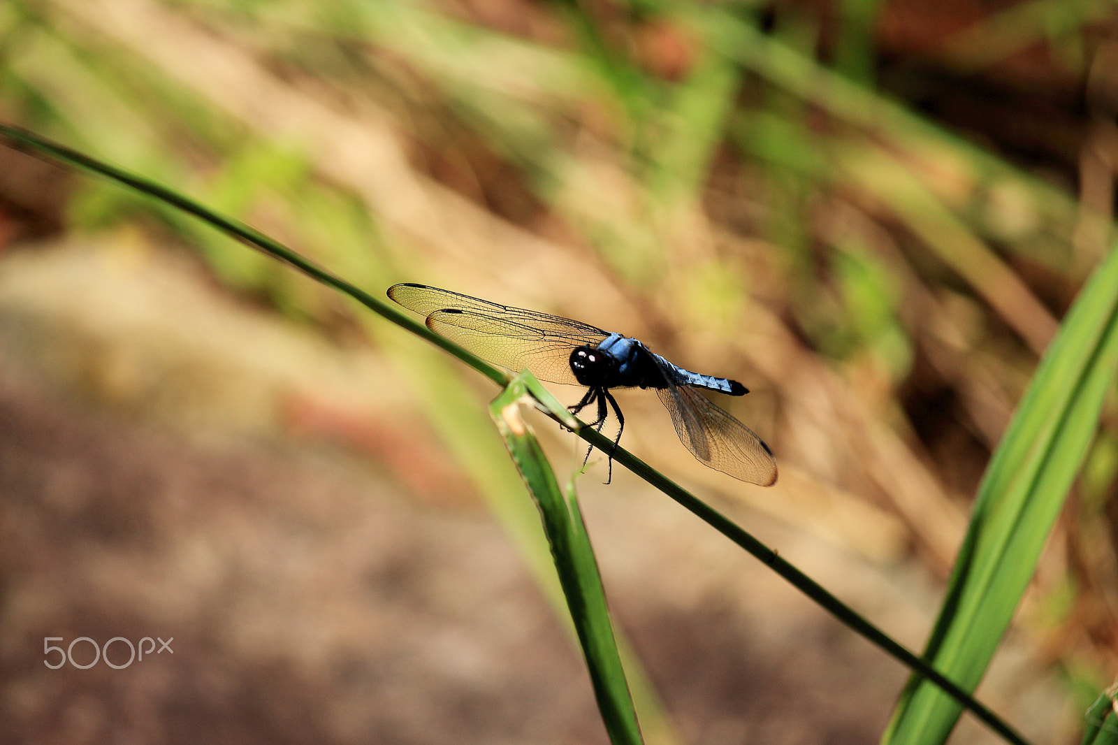 Canon EOS 700D (EOS Rebel T5i / EOS Kiss X7i) sample photo. Dragonfly photography