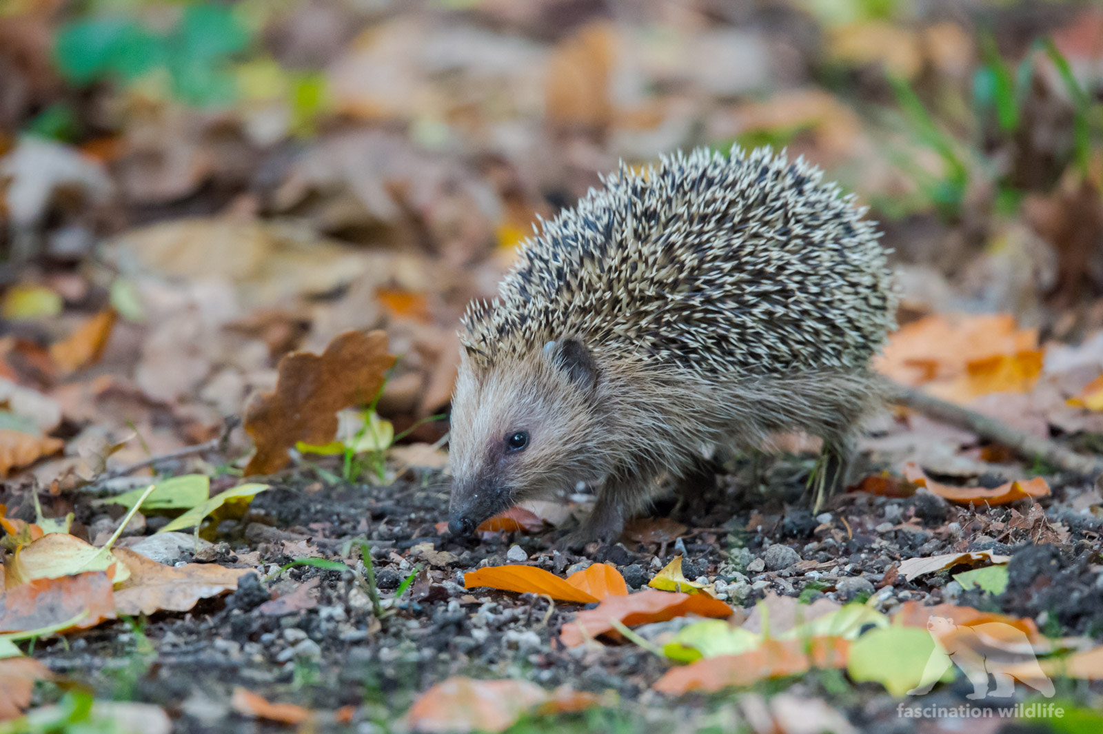 Sigma 150-600mm F5-6.3 DG OS HSM | S sample photo. Hedgehog photography