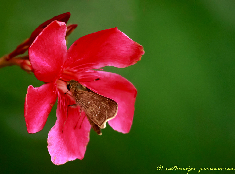 Canon EOS 70D + Canon EF 100-400mm F4.5-5.6L IS USM sample photo