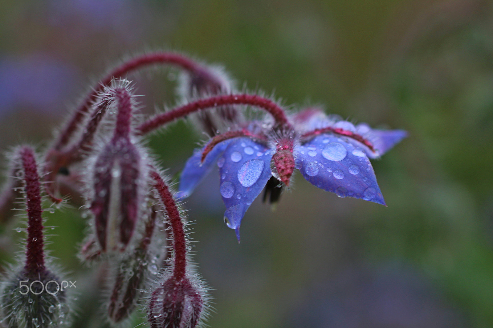 Sigma 50mm F1.4 EX DG HSM sample photo. Flower photography