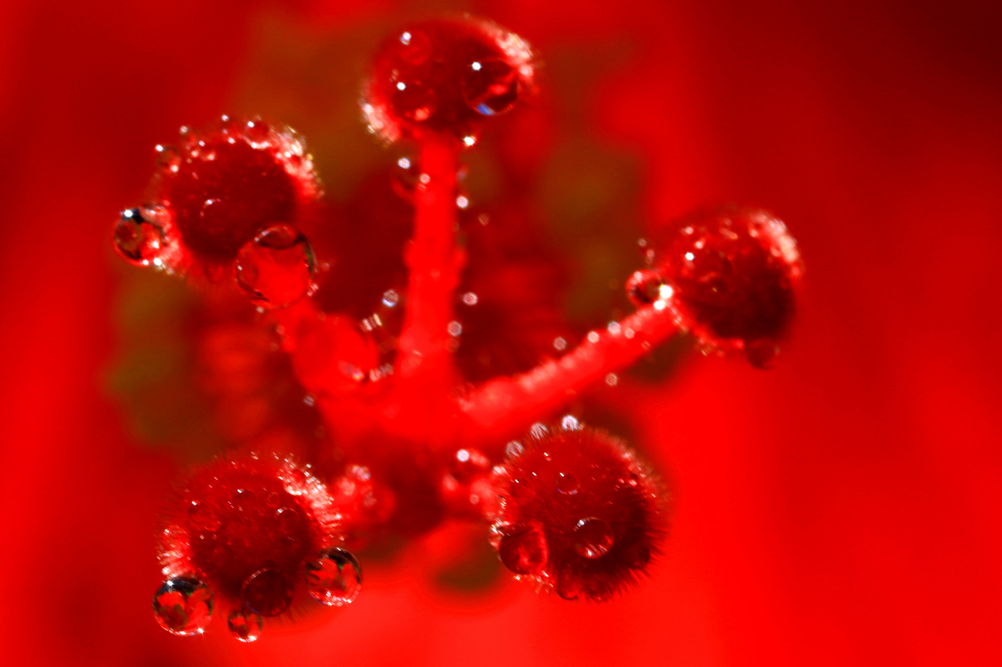 Canon MP-E 65mm F2.5 1-5x Macro Photo sample photo. Red world photography