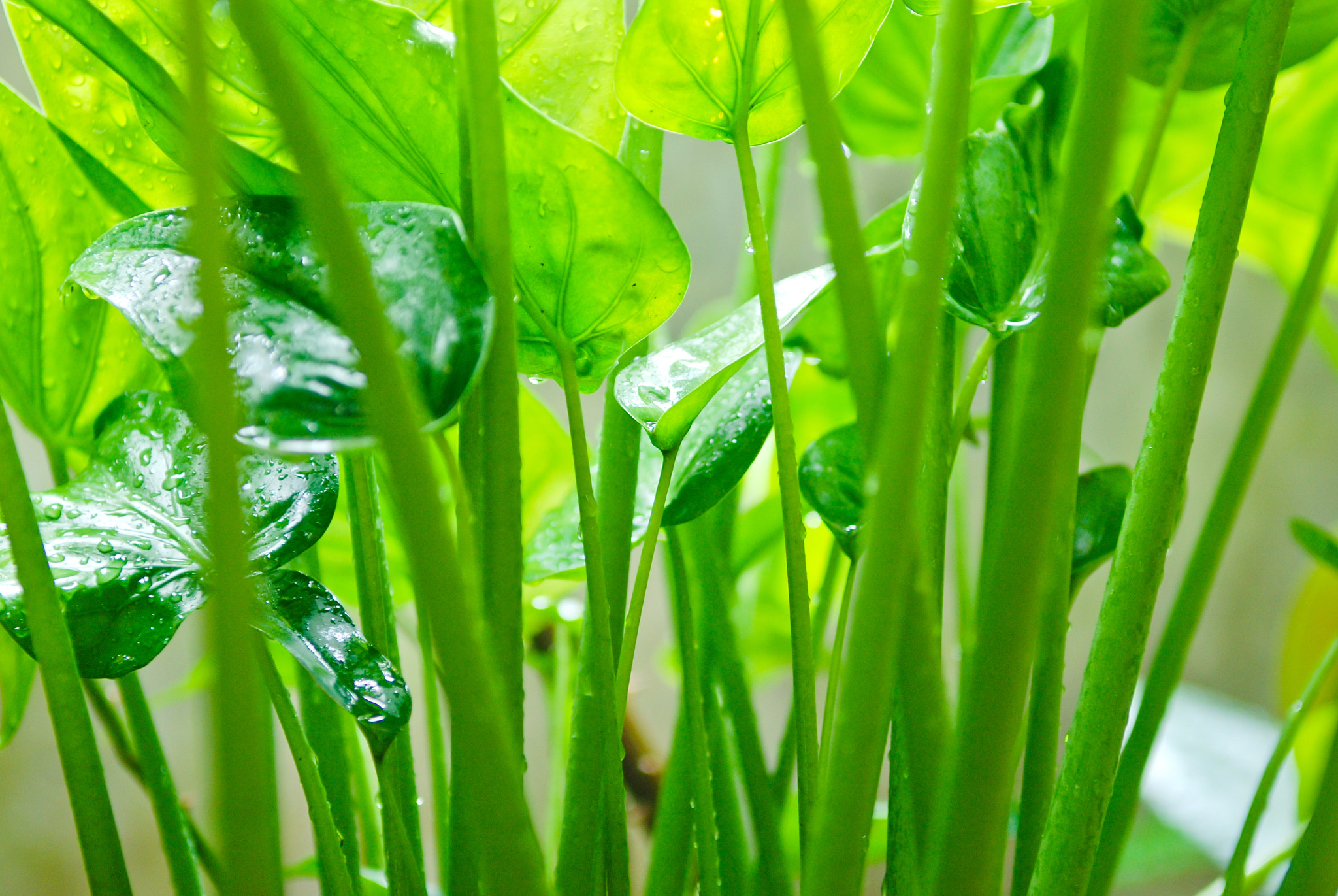 Nikon D80 sample photo. 小院植物 photography