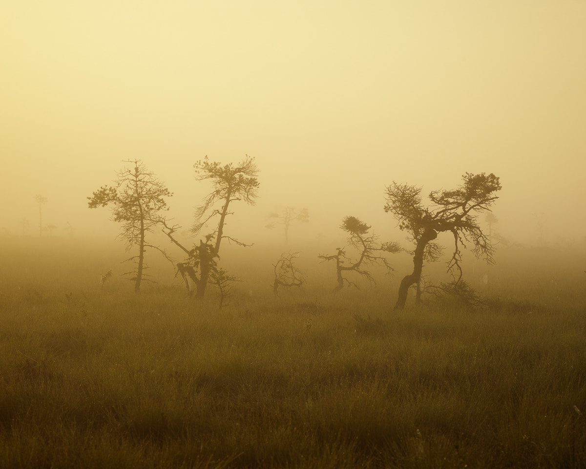 ZEISS Apo Sonnar T* 135mm F2 sample photo. Store mosse nationalpark i photography