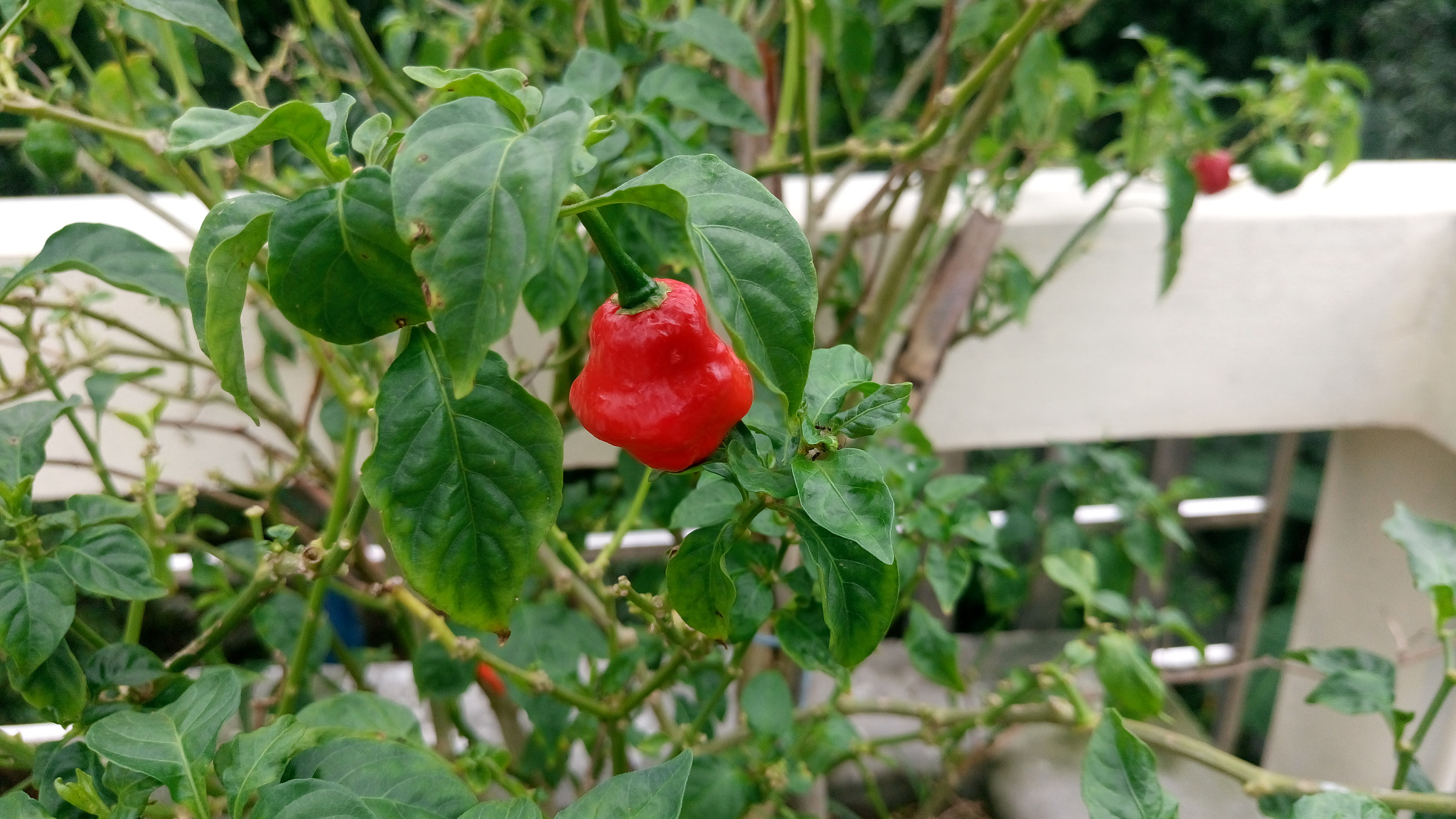 Sony Xperia M5 Dual sample photo