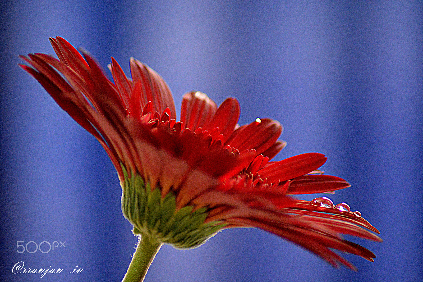 Nikon AF Nikkor 70-300mm F4-5.6G sample photo. Droplets photography