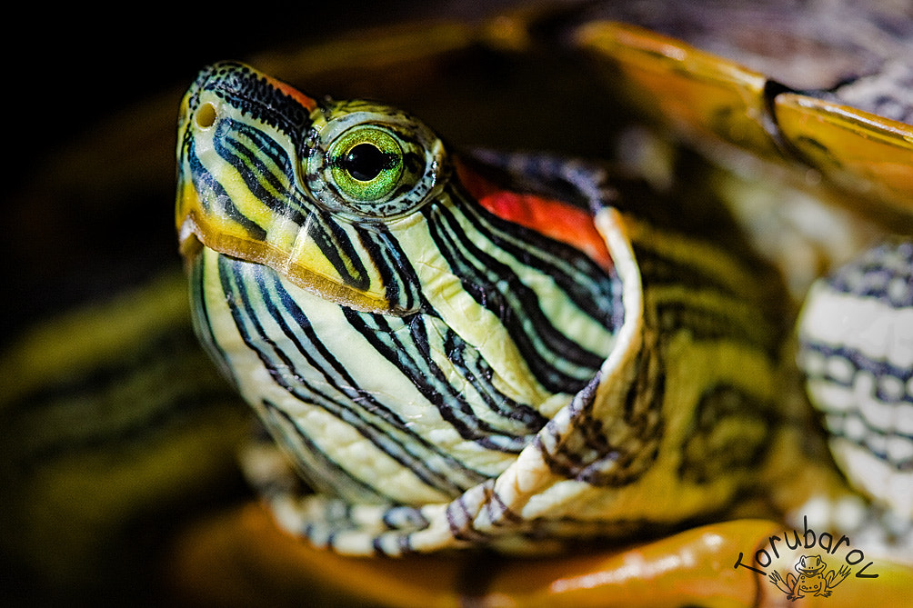 Canon EOS 5D + Canon EF 100mm F2.8 Macro USM sample photo. Pond slider photography