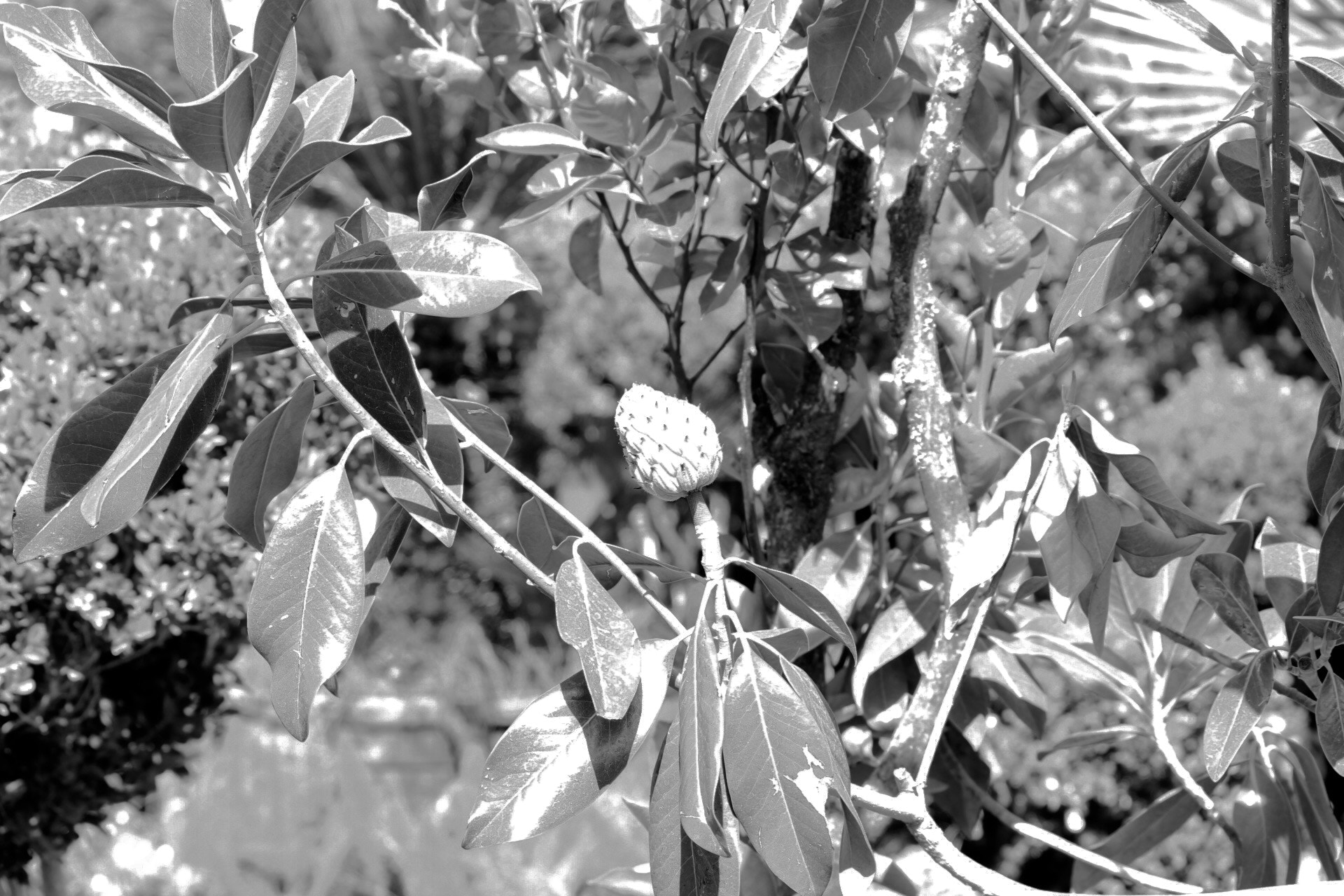 Canon EF-S 55-250mm F4-5.6 IS II sample photo. La planta. photography