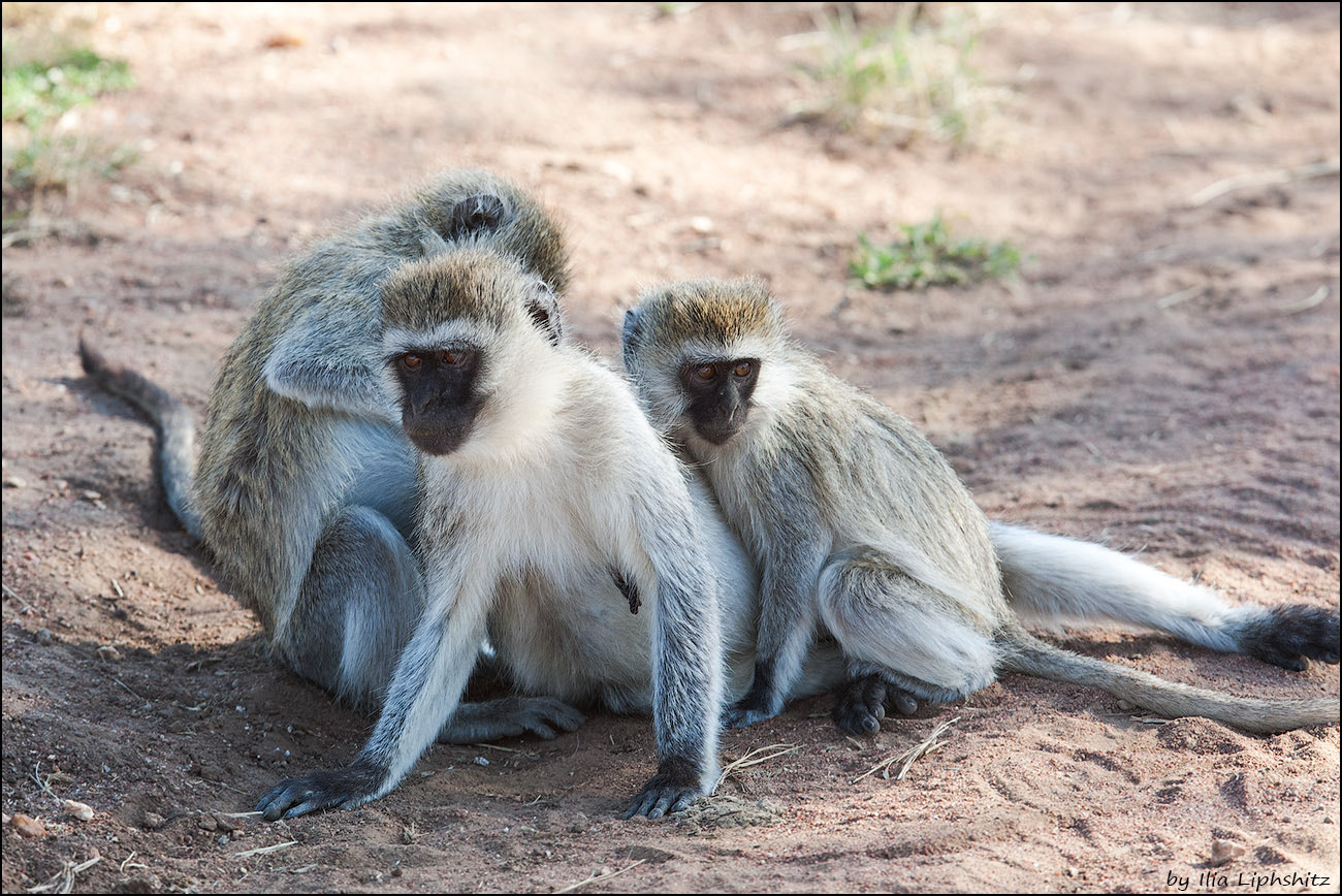 Canon EOS-1D Mark III + Canon EF 300mm F2.8L IS USM sample photo. Vervets of serengeti №1 photography