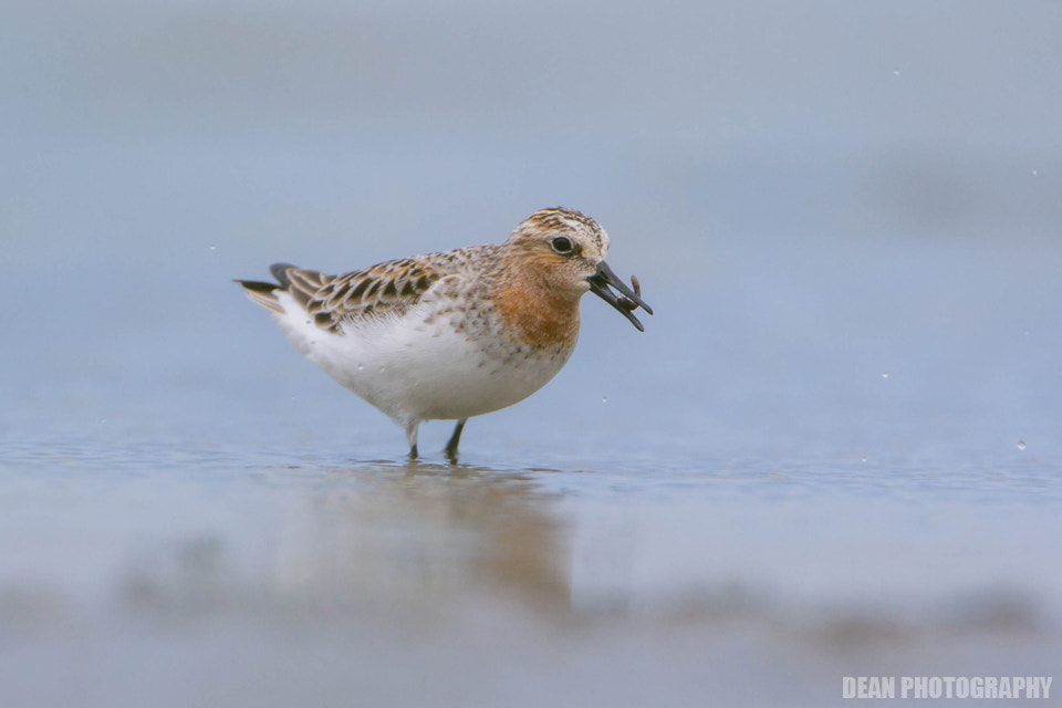 Canon EOS-1D Mark IV sample photo. It's fish photography