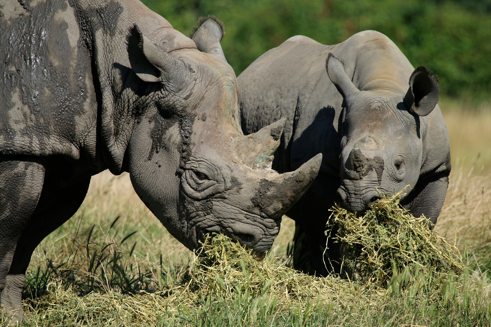 Canon EF 100-400mm F4.5-5.6L IS USM sample photo. Howletts wild animal park photography